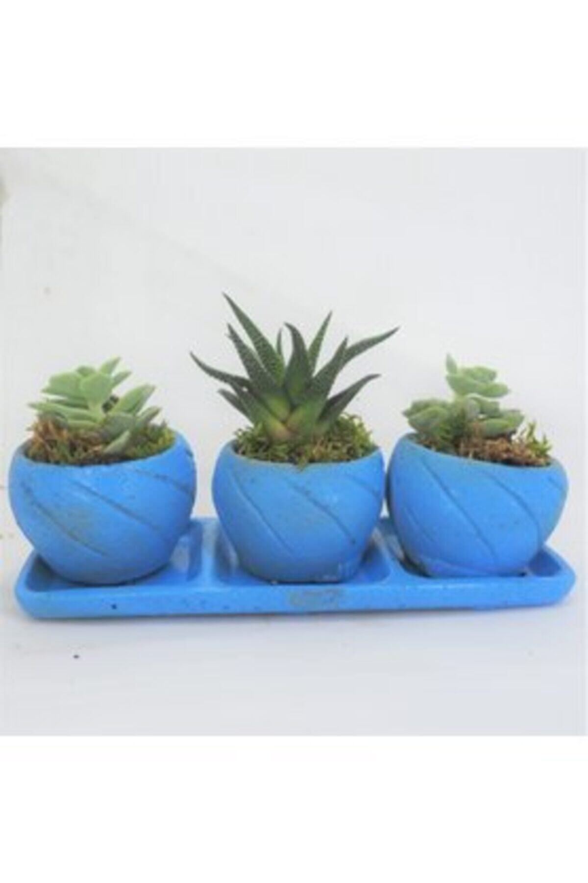Hasal Süs Bitkileri Haworthia & Sukulent & Mavi Trio Cız Beton Saksıda Hediyelik Canlı Çiçek