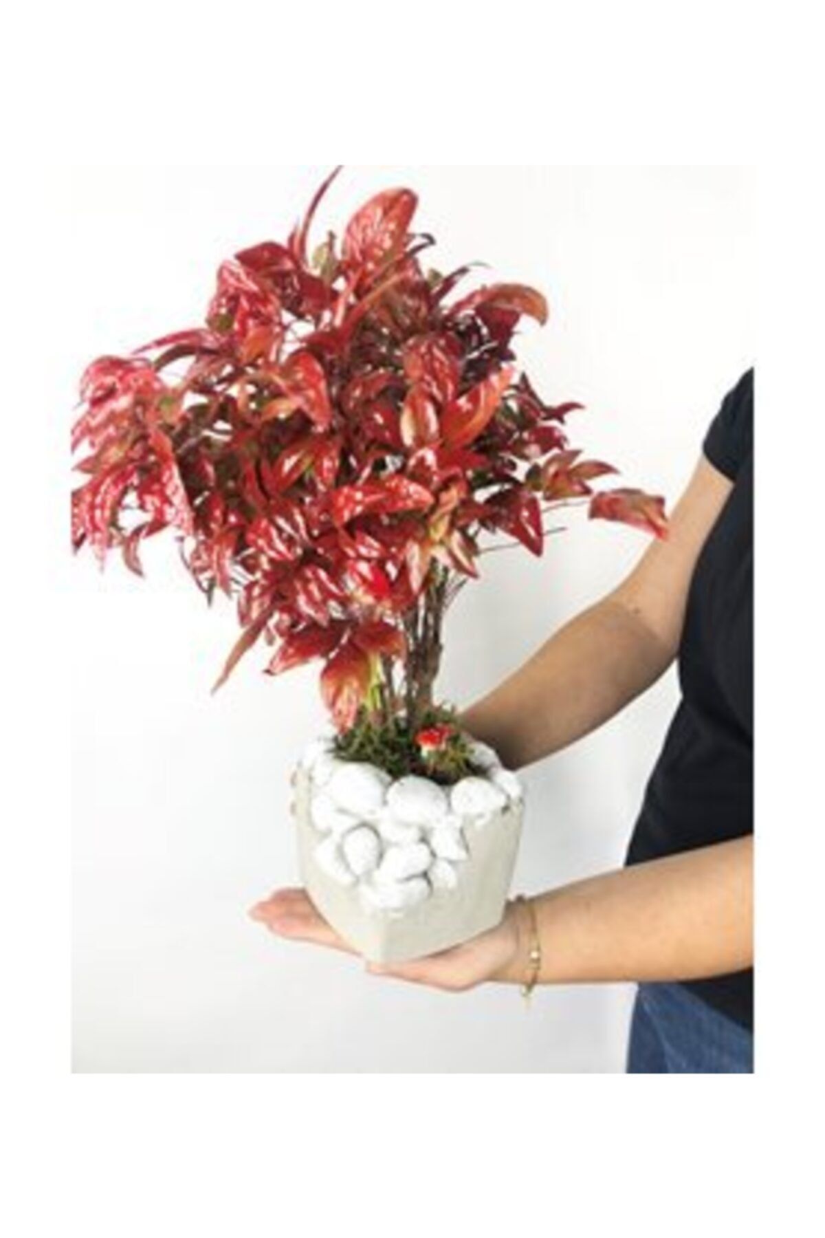 Hasal Süs Bitkileri Cennet Bambusu Nandina Domestica Bonsai & Beyaz Festa Beton Saksıda Hediyelik Canlı Çiçek