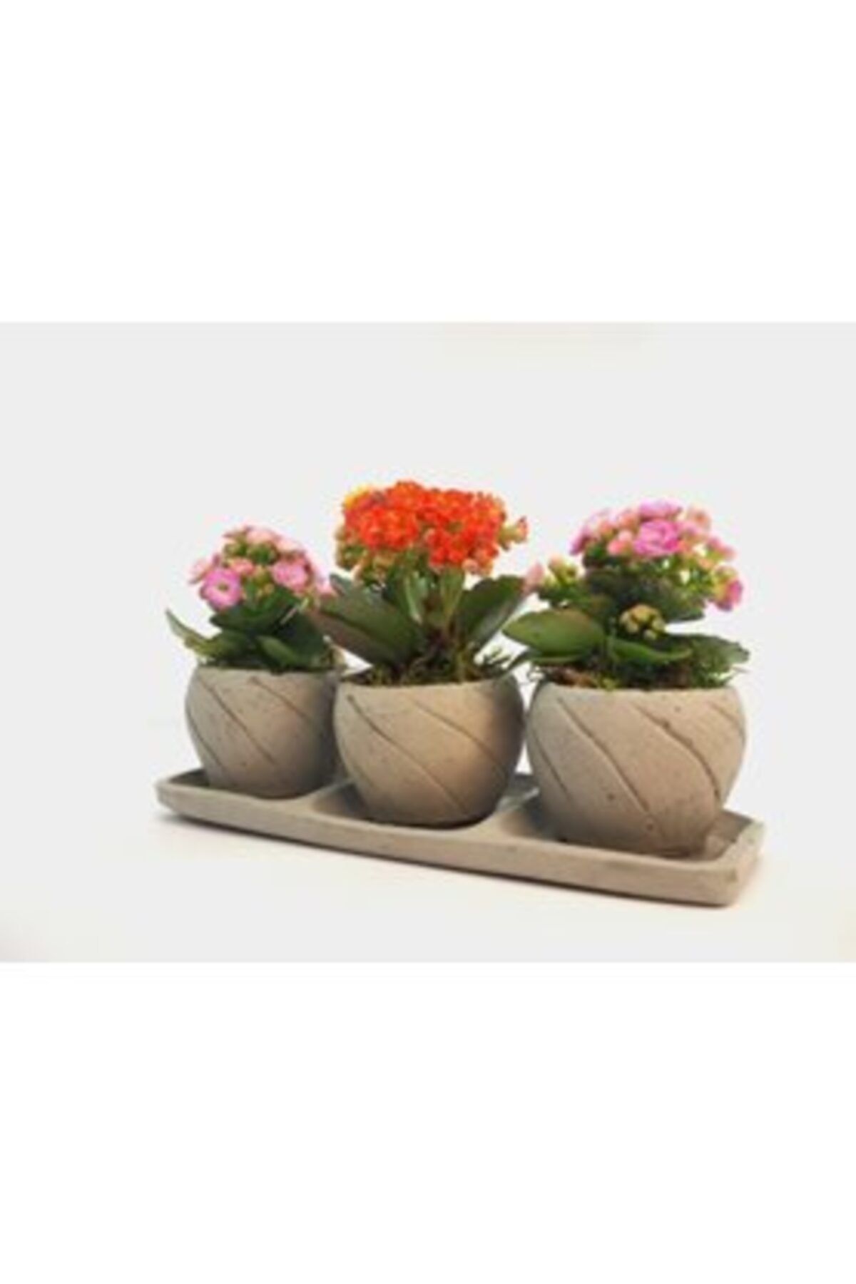 Hasal Süs Bitkileri Çeşitli Renkte Kalanşo Kalanchoe & Gri Trio Curve Beton Saksıda Hediyelik Canlı Çiçek