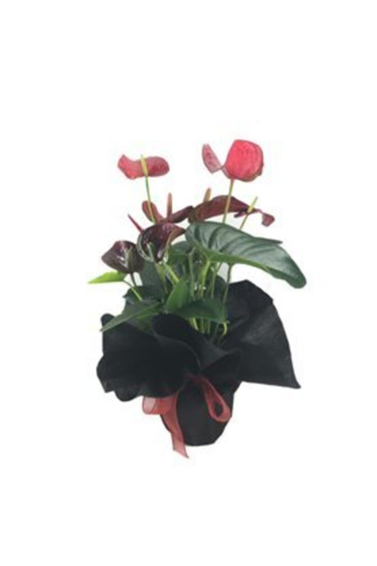 Hasal Süs Bitkileri Flamingo Çiçeği Antoryum Anthurium & Siyah Sarım Kırmızı Kurdele Saksıda Hediyelik Canlı Çiçek