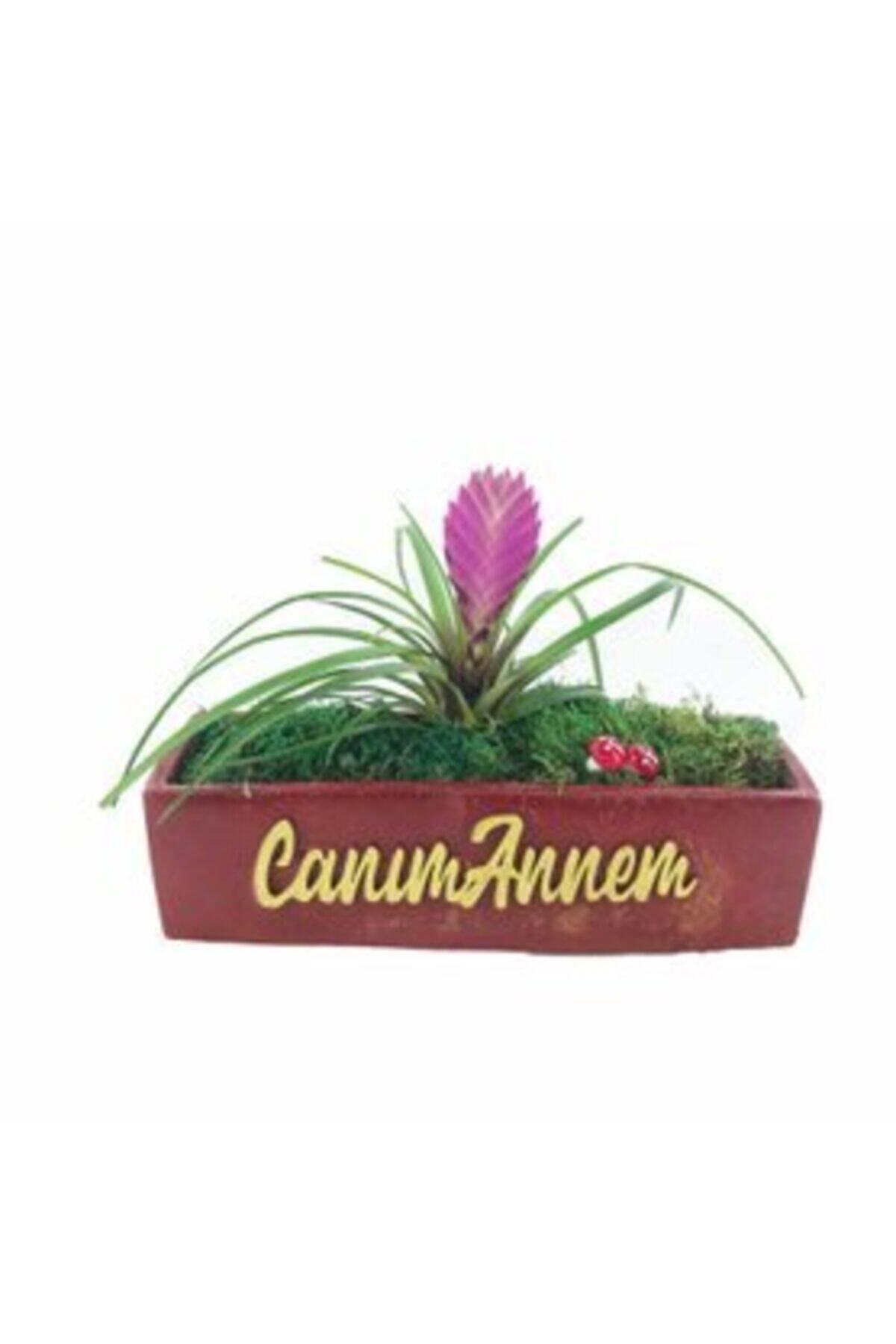 Hasal Süs Bitkileri Mini Hava Bitkisi Tillandsia & Kırmızı Canım Annem Beton Saksıda Hediyelik Canlı Çiçek