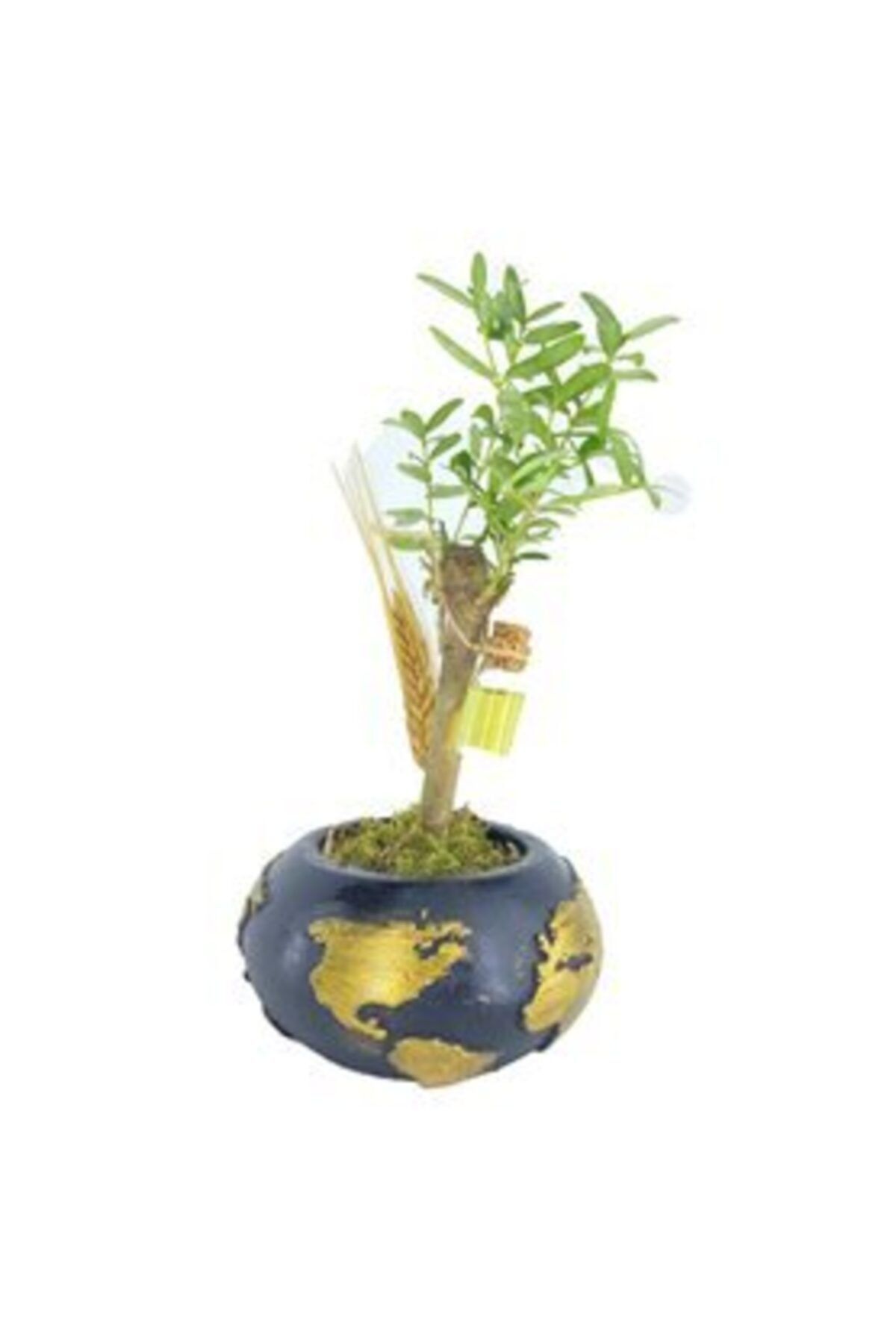 Hasal Süs Bitkileri Zeytin Ağacı Bonsai & Mavi Büyük Dünyam Beton Saksıda Hediyelik Canlı Çiçek