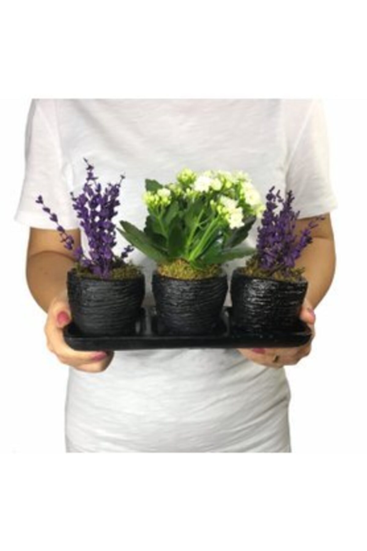 Hasal Süs Bitkileri Beyaz Kalanşo Kalanchoe & Kokulu Lavanta & Siyah Trio Curve Beton Saksıda Hediyelik Canlı Çiçek