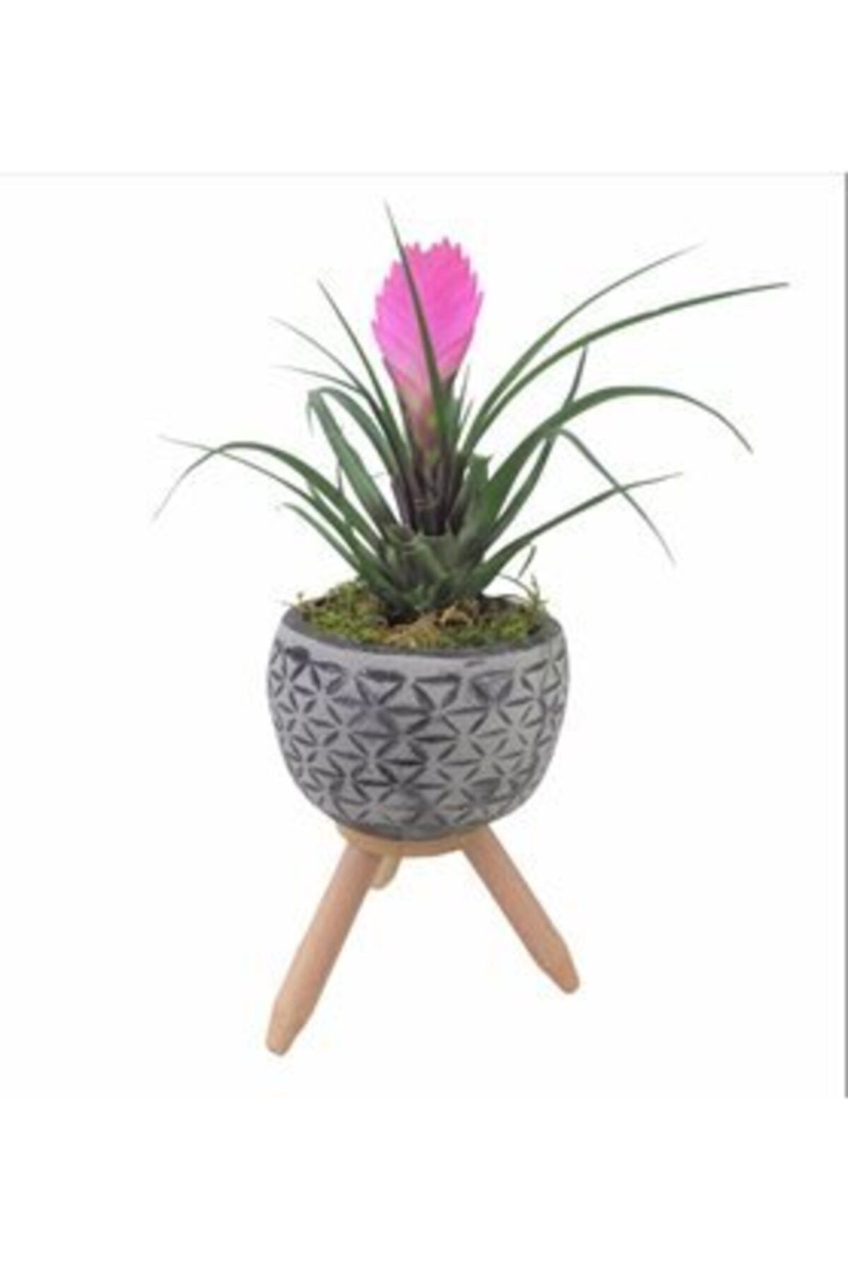 Hasal Süs Bitkileri Mini Hava Bitkisi Tillandsia & Siyah Bers Ayaklı Beton Saksıda Hediyelik Canlı Çiçek