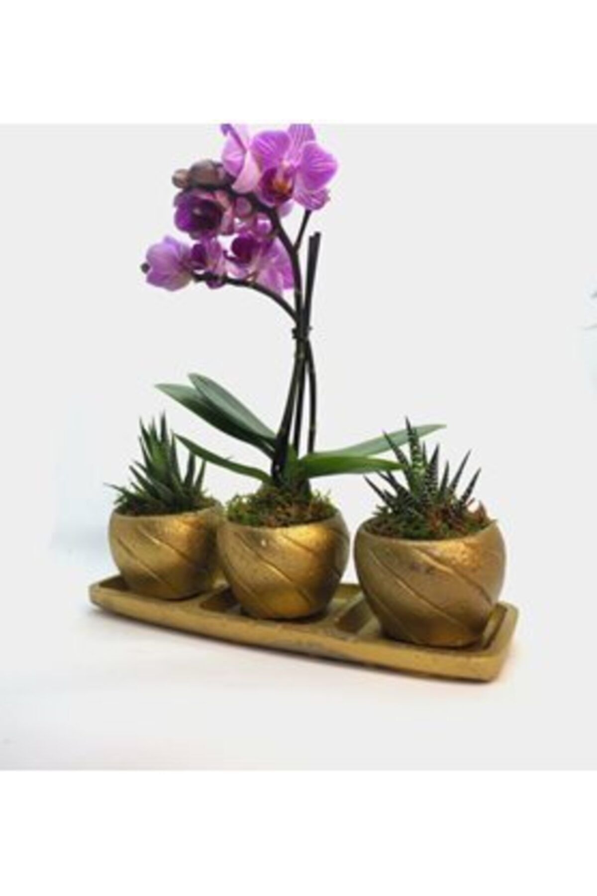 Hasal Süs Bitkileri Çift Dal Mini Mor Orkide & Haworthia Sukulent & Altın Trio Curve Beton Saksıda Hediyelik Canlı Çiçek
