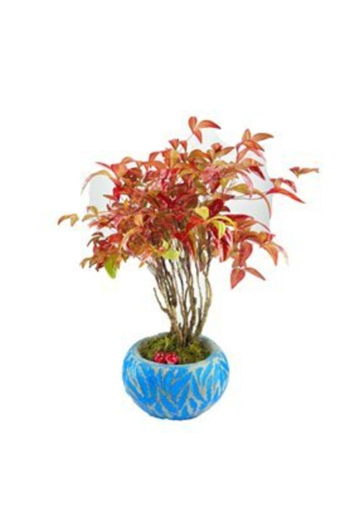 Hasal Süs Bitkileri Cennet Bambusu Nandina Domestica Bonsai & Mavi Vane Beton Saksıda Hediyelik Canlı Çiçek