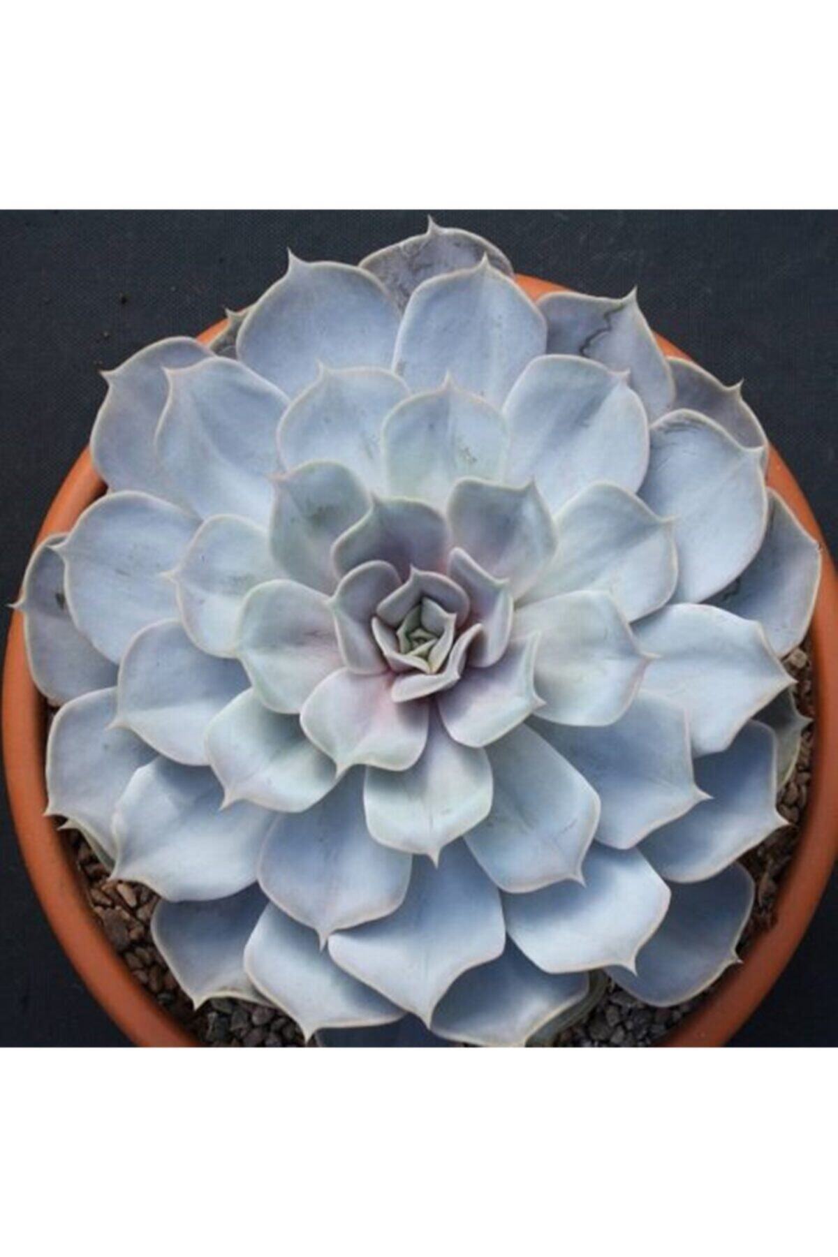 Tohum Dünyam Echeveria Lilacina Sukulent Tohumu