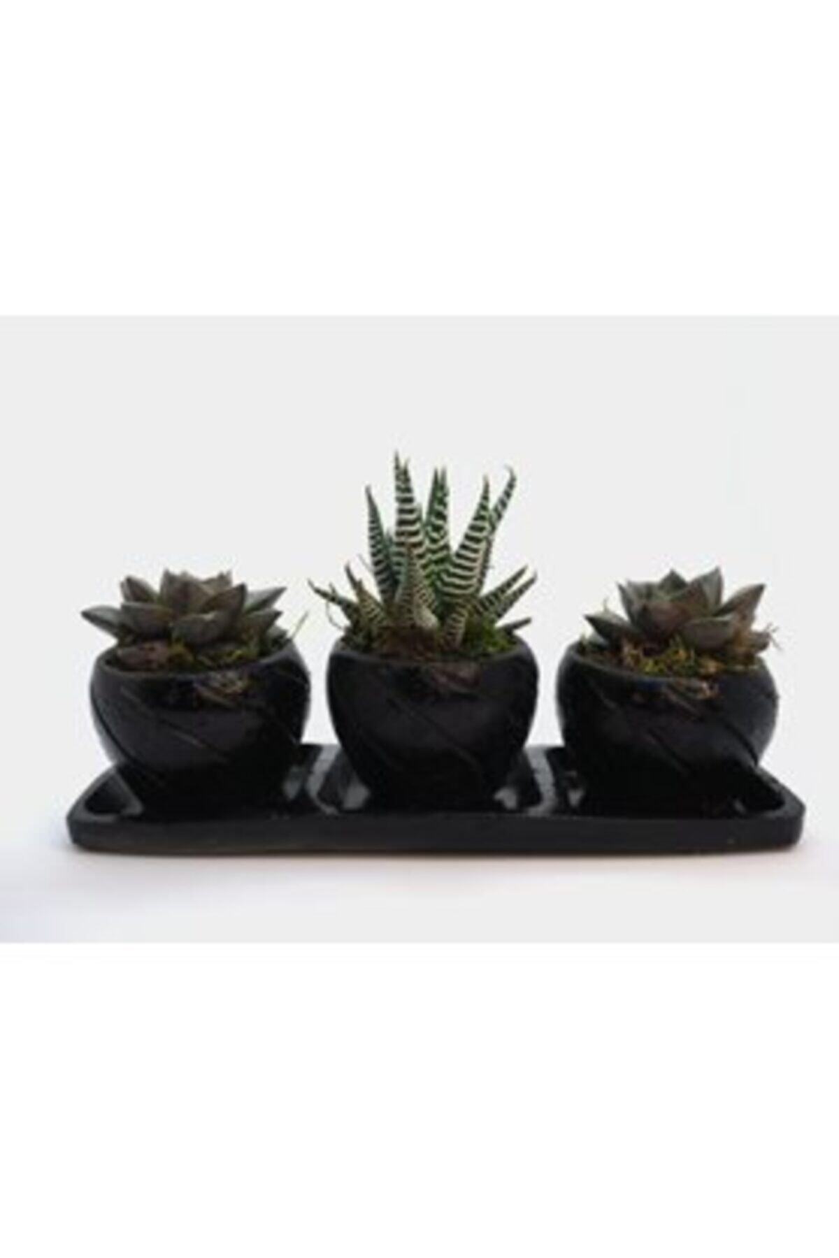 Hasal Süs Bitkileri Haworthia Ve Sukulent & Siyah Trio Curve Beton Saksıda Hediyelik Canlı Çiçek