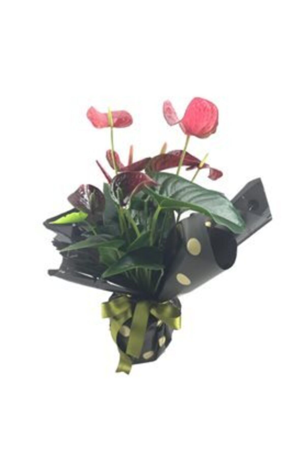 Hasal Süs Bitkileri Flamingo Çiçeği Antoryum Anthurium & Siyah Benekli Sarım Yeşil Kurdele Saksıda Hediyelik Canlı Çiçek