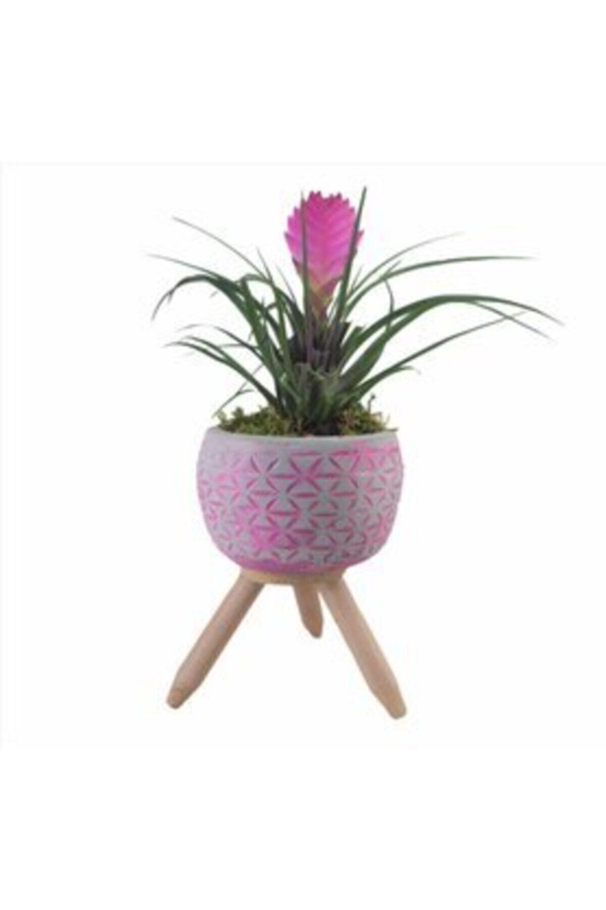 Hasal Süs Bitkileri Mini Hava Bitkisi Tillandsia & Fuşya Bers Ayaklı Beton Saksıda Hediyelik Canlı Çiçek