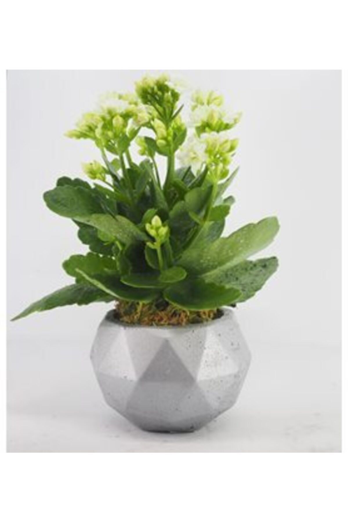 Hasal Süs Bitkileri Beyaz Kalanşo Kalanchoe & Gümüş Geometrik Beton Saksıda Hediyelik Canlı Çiçek