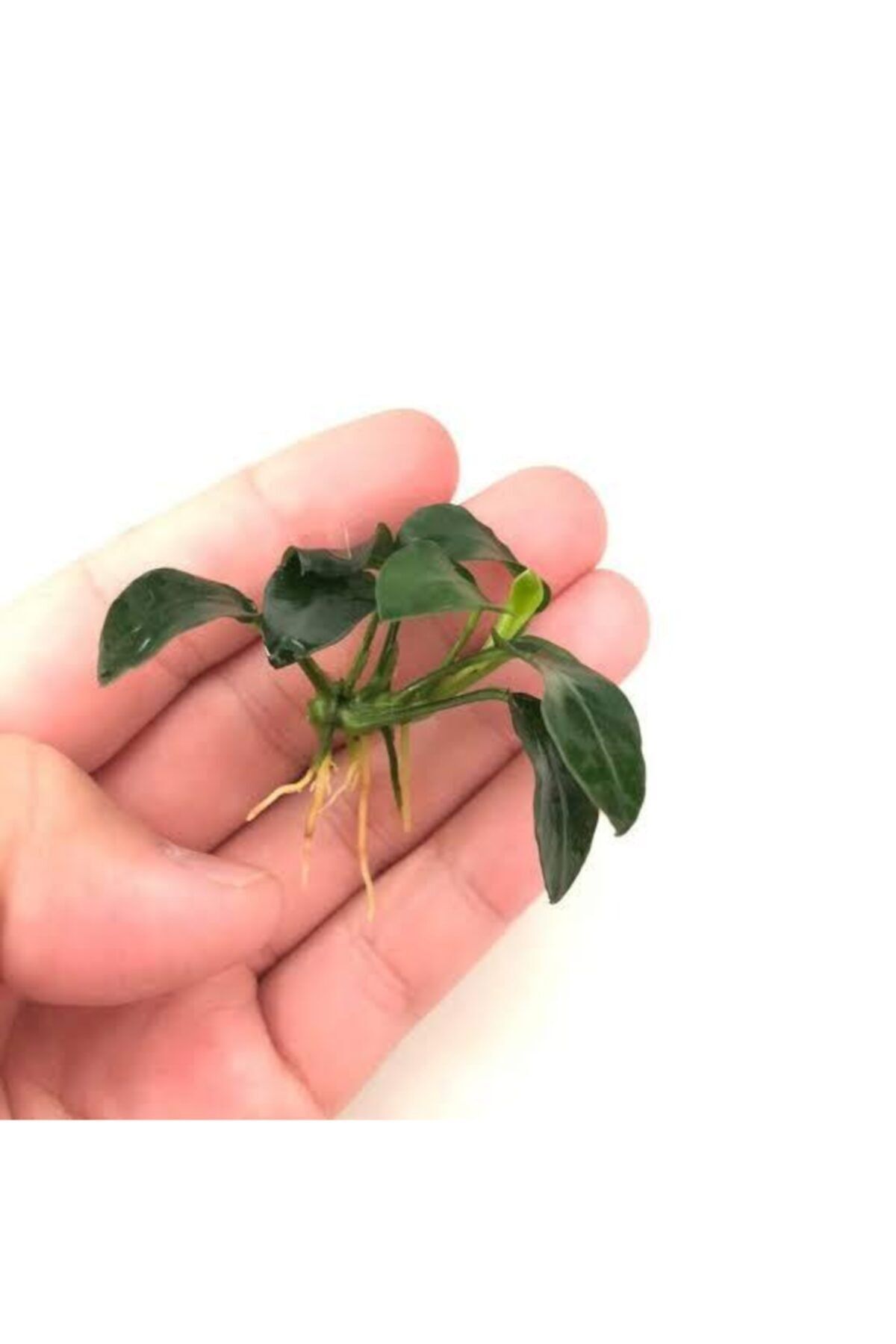 İthâl Bitki Anubias Petite