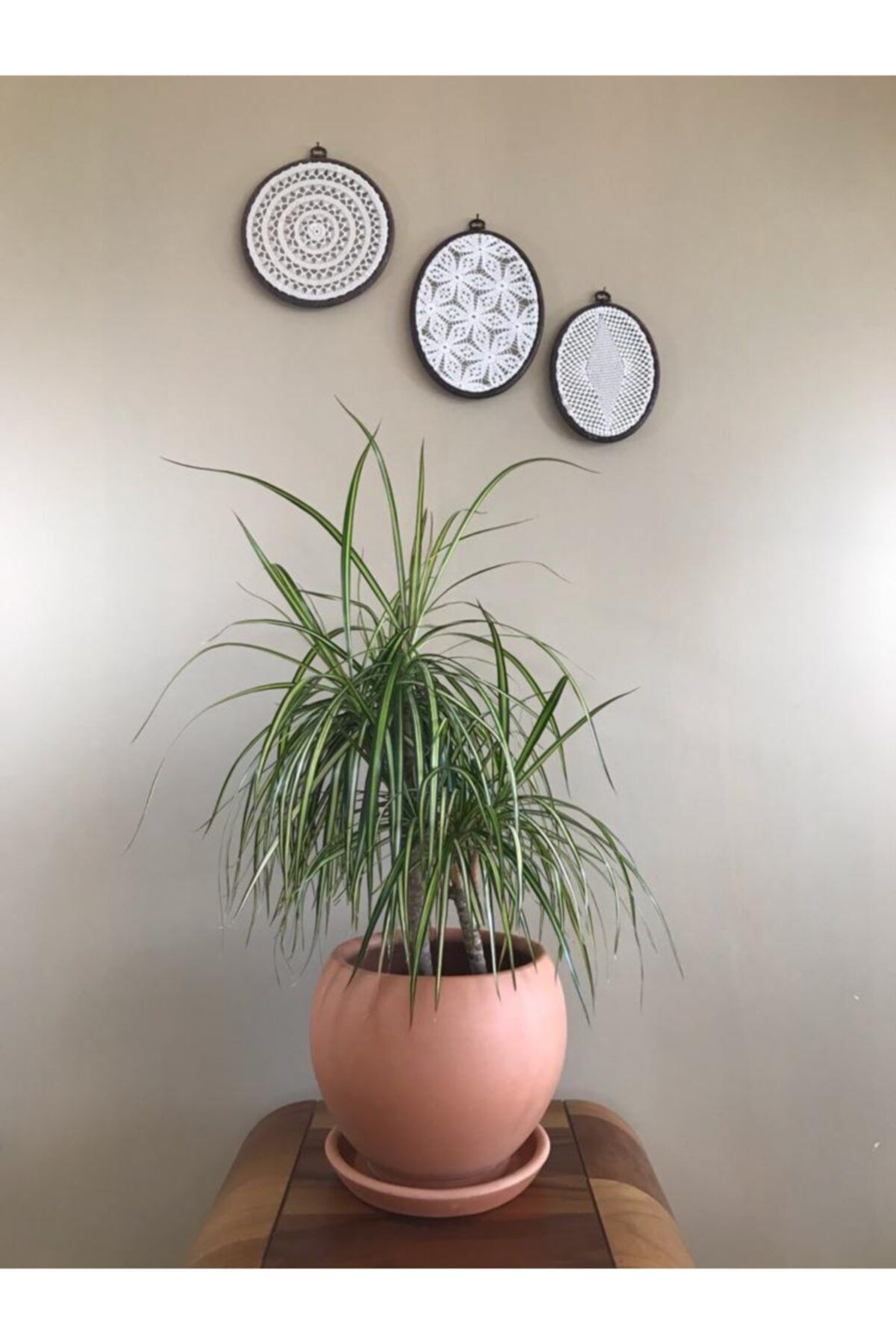 BOYBEYİS BOTANİK Çömlek Saksı Tabaklı 23cm X 22cm