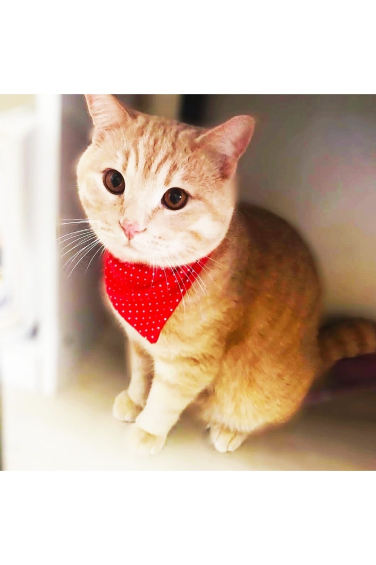 LEONİSS Leonis Kedi Ayarlanabilir Bandana Tasma
