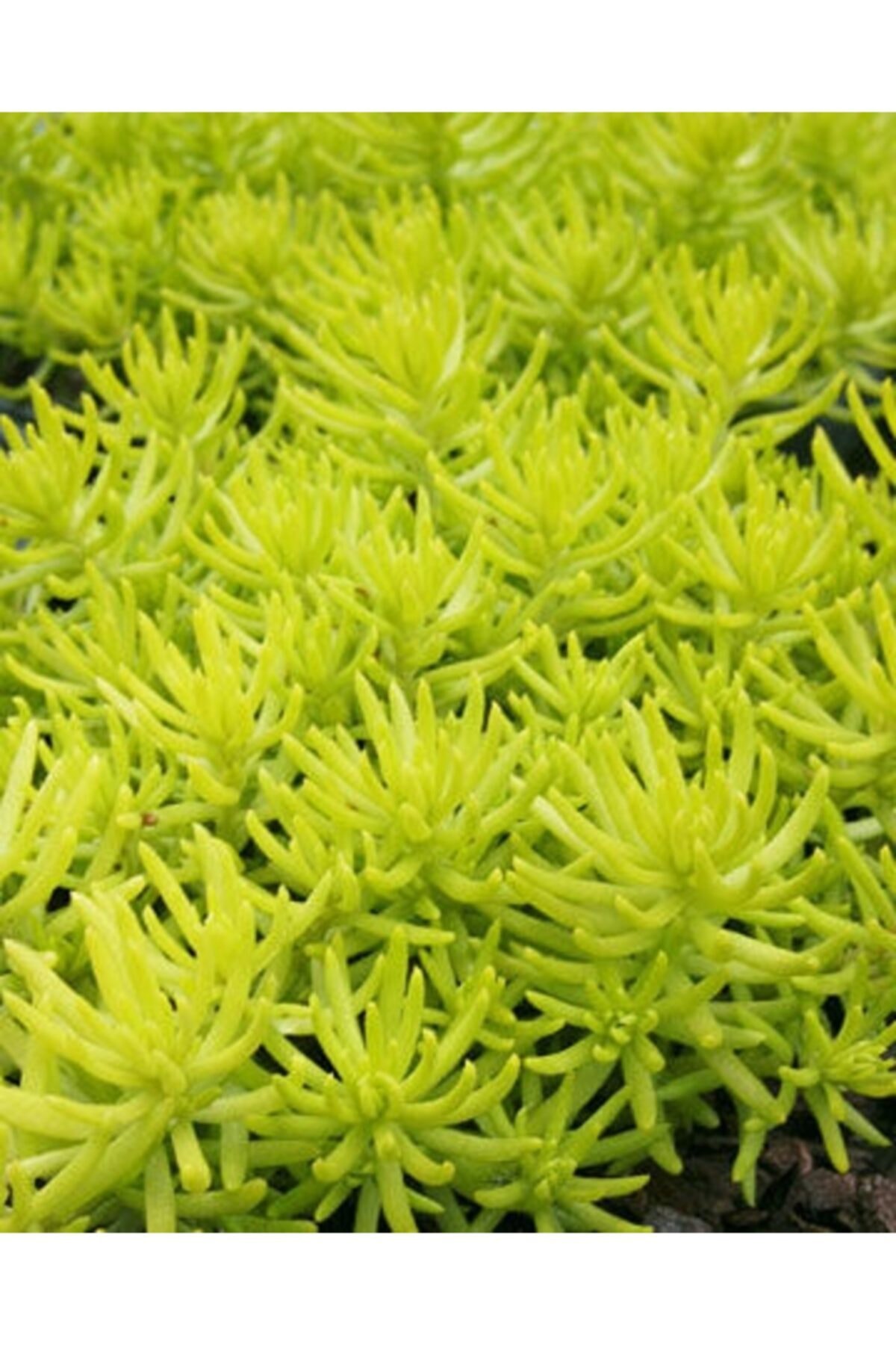 fidanistanbul Açık Yeşil Dam Koruğu Sedum Gold Mound, Violde, 4 Adet