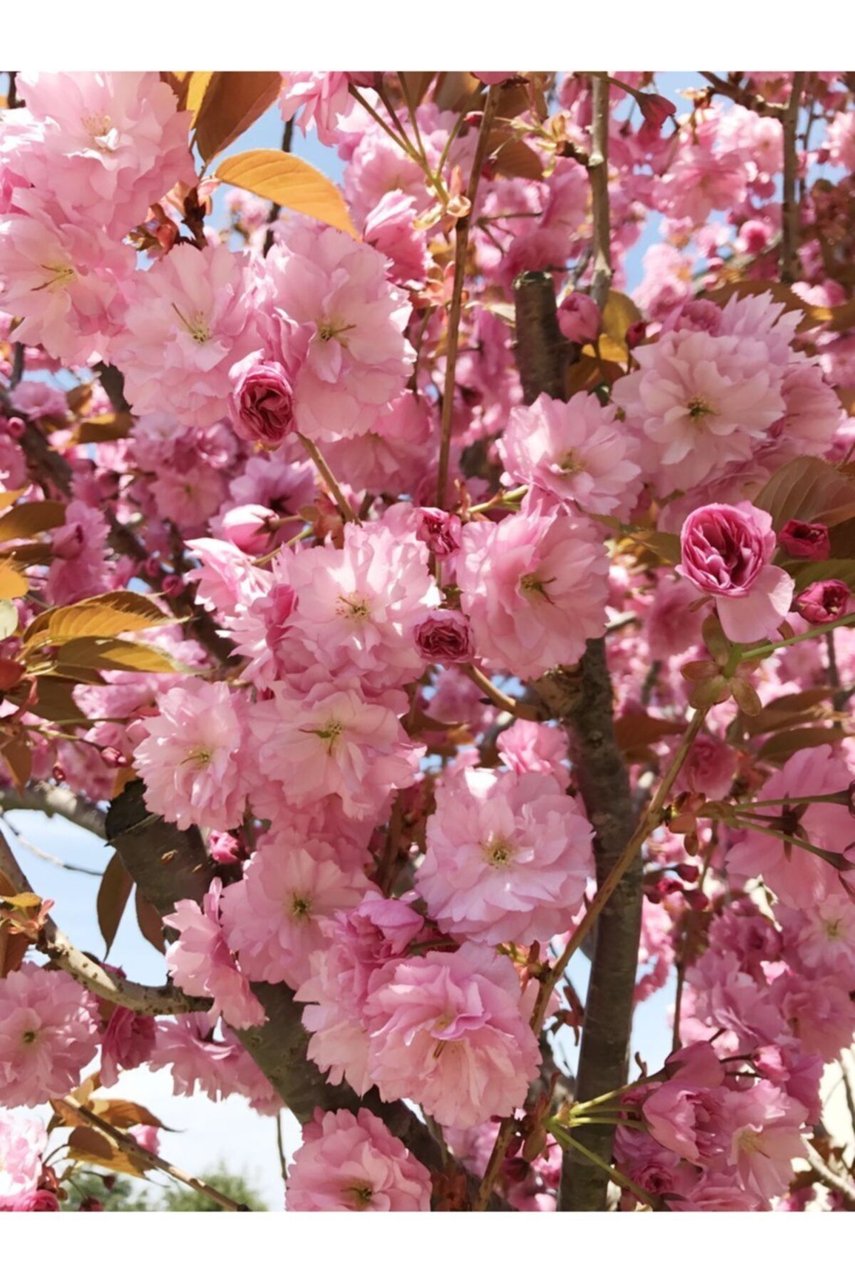 fidanistanbul Japon Süs Kirazı Prunus Serrulata Kanzan,100 Cm, Saksıda