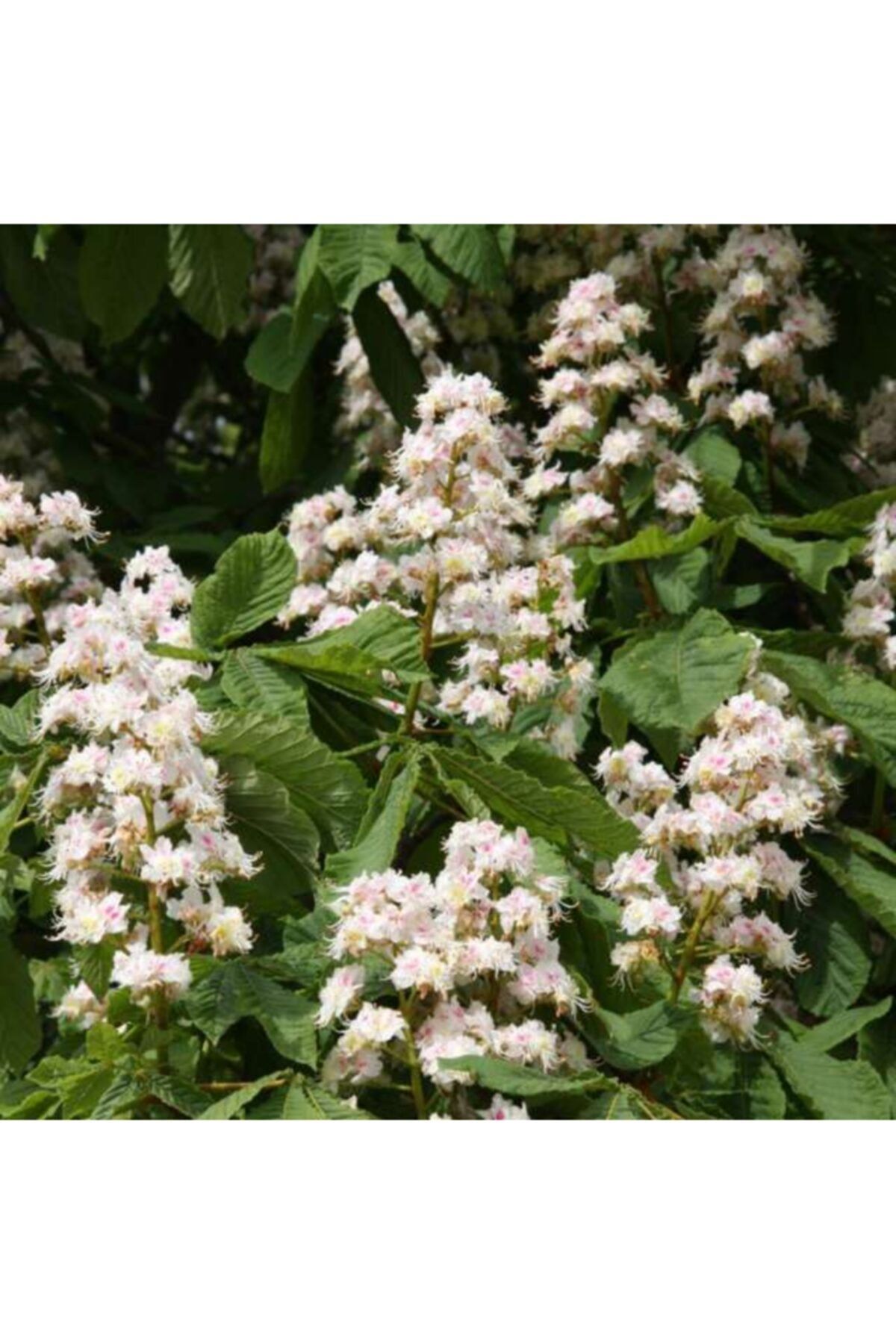 fidanistanbul At Kestanesi Ağacı Aesculus Hippocastanum, 20-40 Cm, Saksıda
