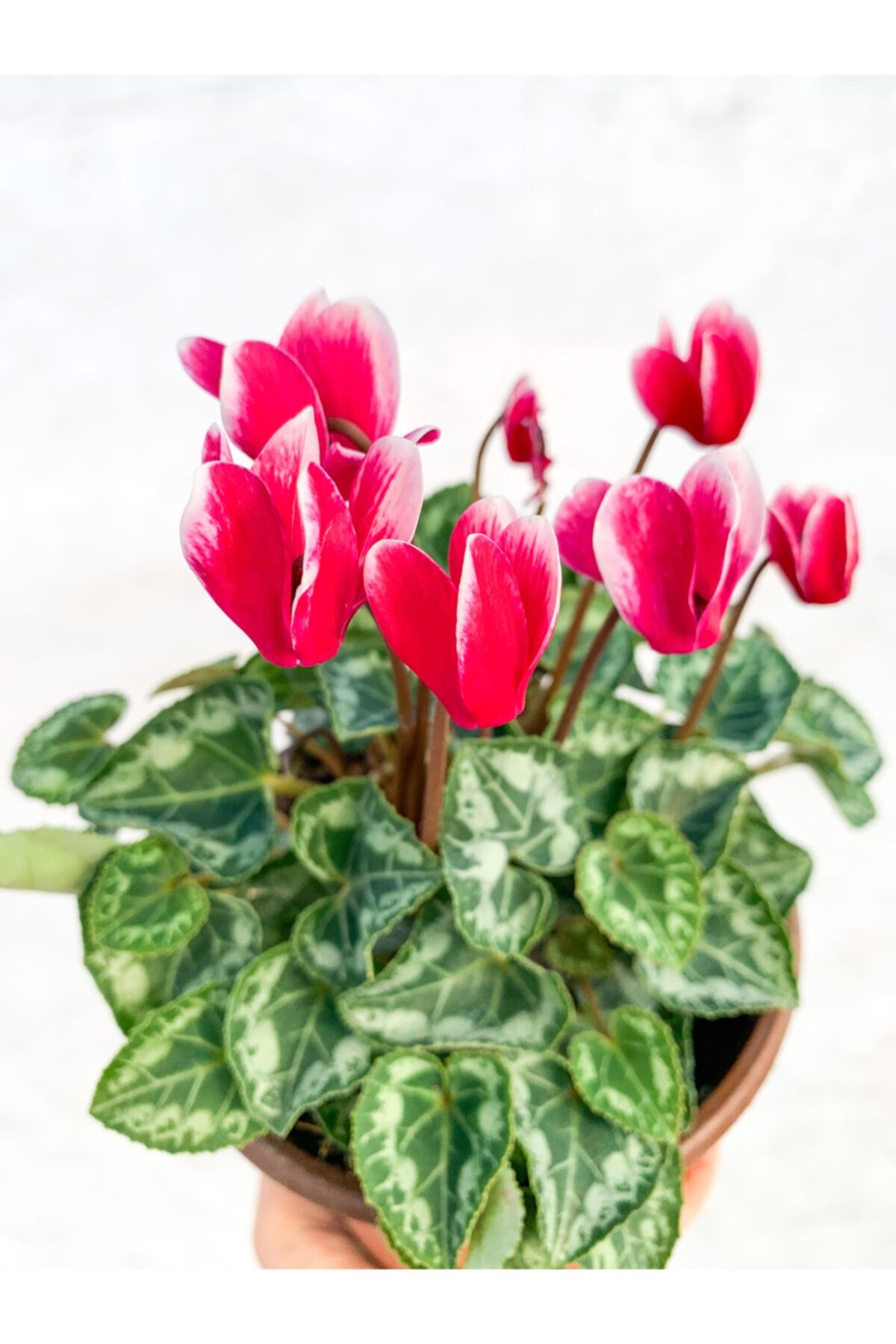 RetroCicekcilik Ebruli Cyclamen Çiçeği Saksıda Çiçekli Sıklamen