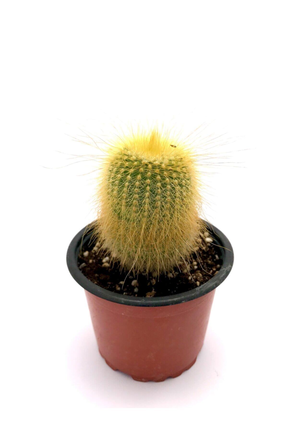 ünal kaktüs Notocactus Leninghausii (8,5 Cm) Kaktüs
