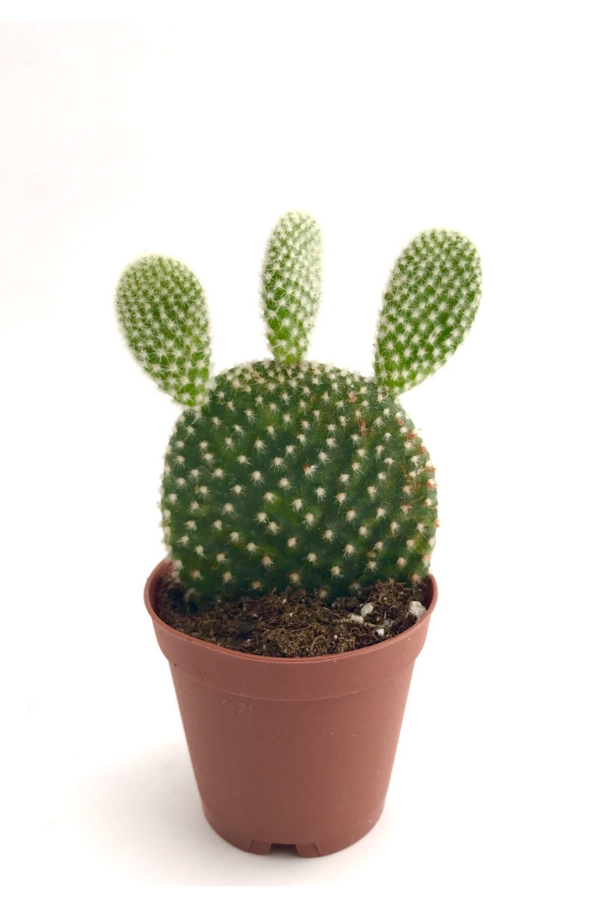 ünal kaktüs Opuntia Microdasys Albata