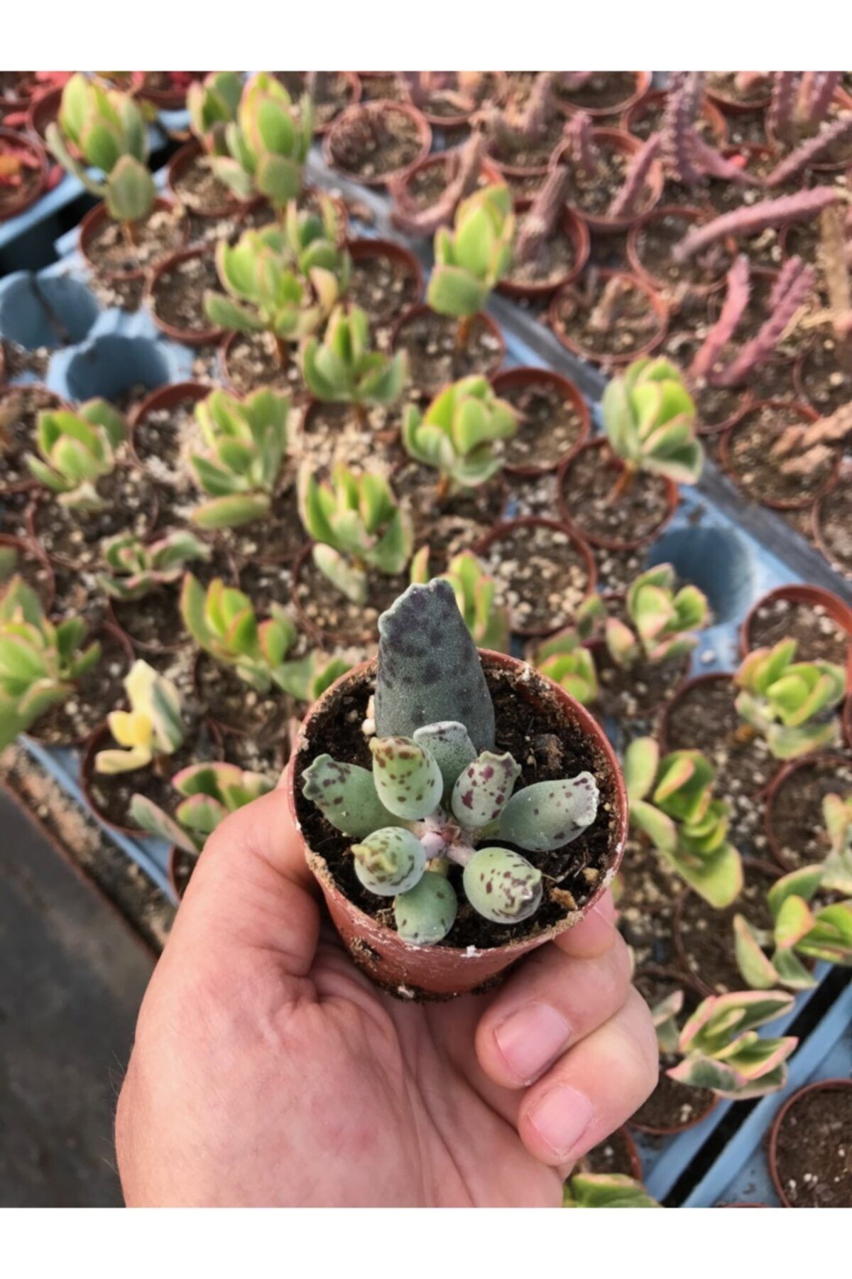 ünal kaktüs Adromischus Cooperi Festivus (sukulent)
