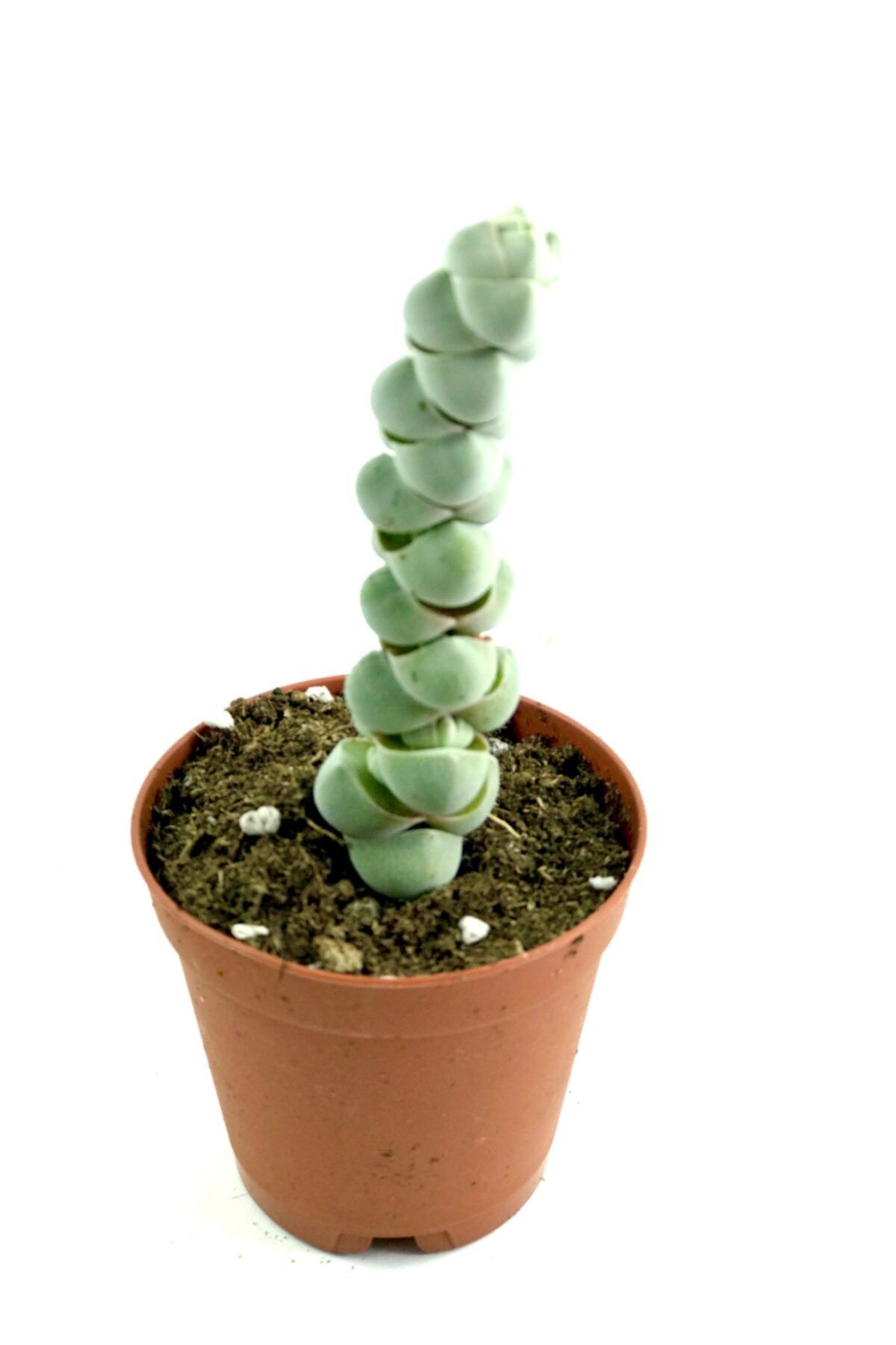 ünal kaktüs Crassula Arta
