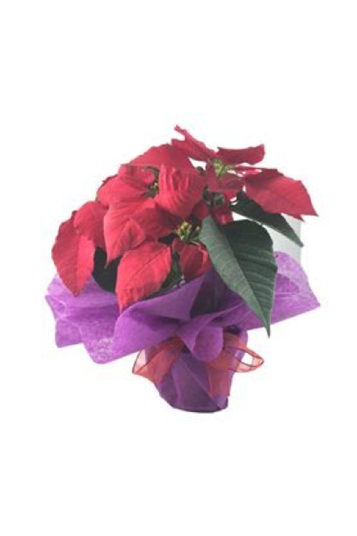 Hasal Süs Bitkileri Atatürk Çiçeği Ponsetya Poinsettia & Mor Sarım Kırmızı Kurdele Saksıda Hediyelik Canlı Çiçek