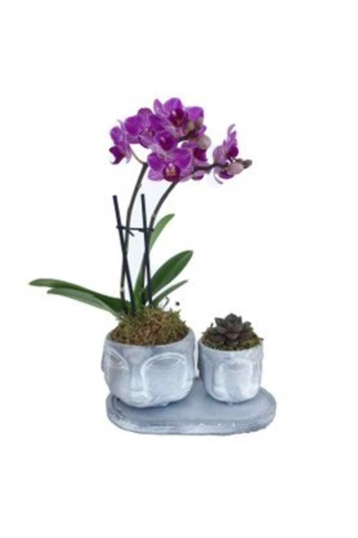 Hasal Süs Bitkileri Çift Dal Mini Mor Orkide  Sukulent  Eskitme Face Beton Saksıda Canlı Çiçek
