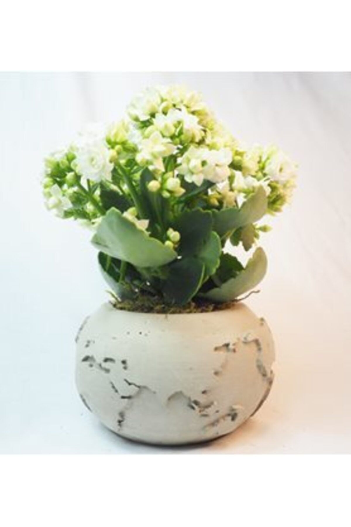 Hediye Çiçek Beyaz Kalanşo Kalanchoe & Gri Dünyam Beton Saksıda Hediyelik Canlı Çiçek
