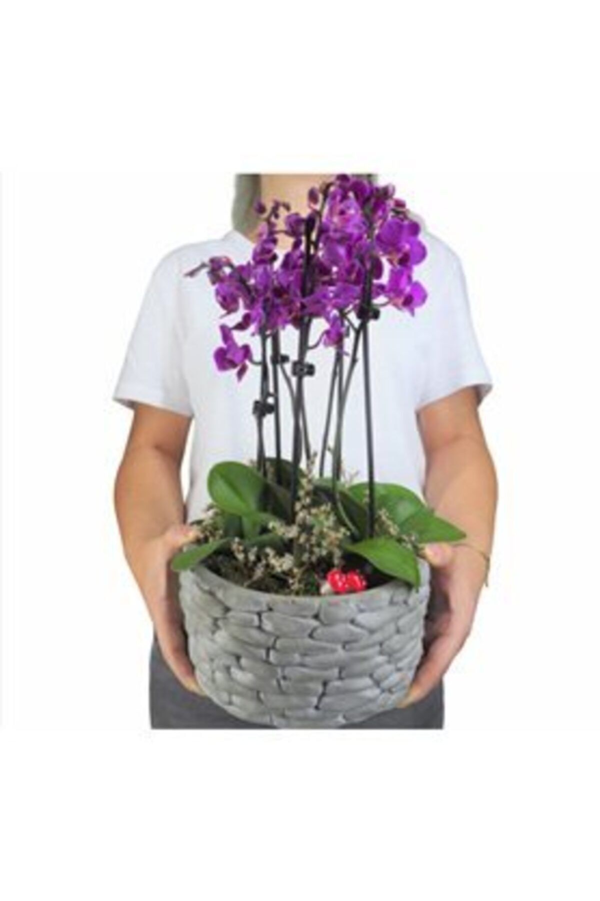 Hediye Çiçek Çift Dal Mini Mor Orkide & Gri Honey Beton Saksıda Hediyelik Canlı Çiçek