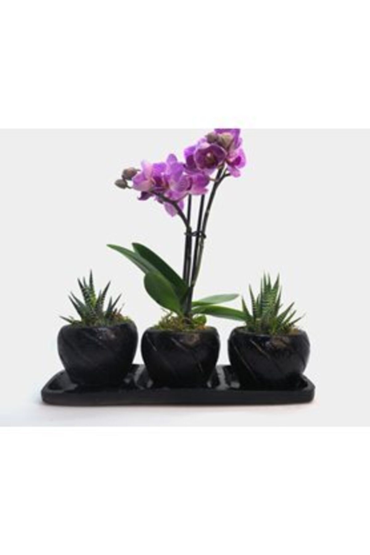 Hasal Süs Bitkileri Çift Dal Mini Mor Orkide & Haworthia Sukulent & Siyah Trio Curve Beton Saksıda Hediyelik Canlı Çiçek