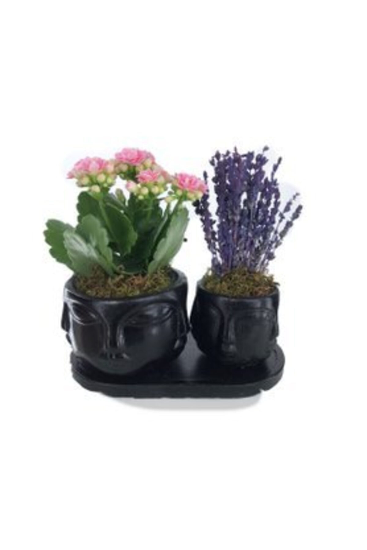 Hasal Süs Bitkileri Pembe Kalanşo Kalanchoe & Kokulu Lavanta & Siyah Face Beton Saksıda Hediyelik Canlı Çiçek