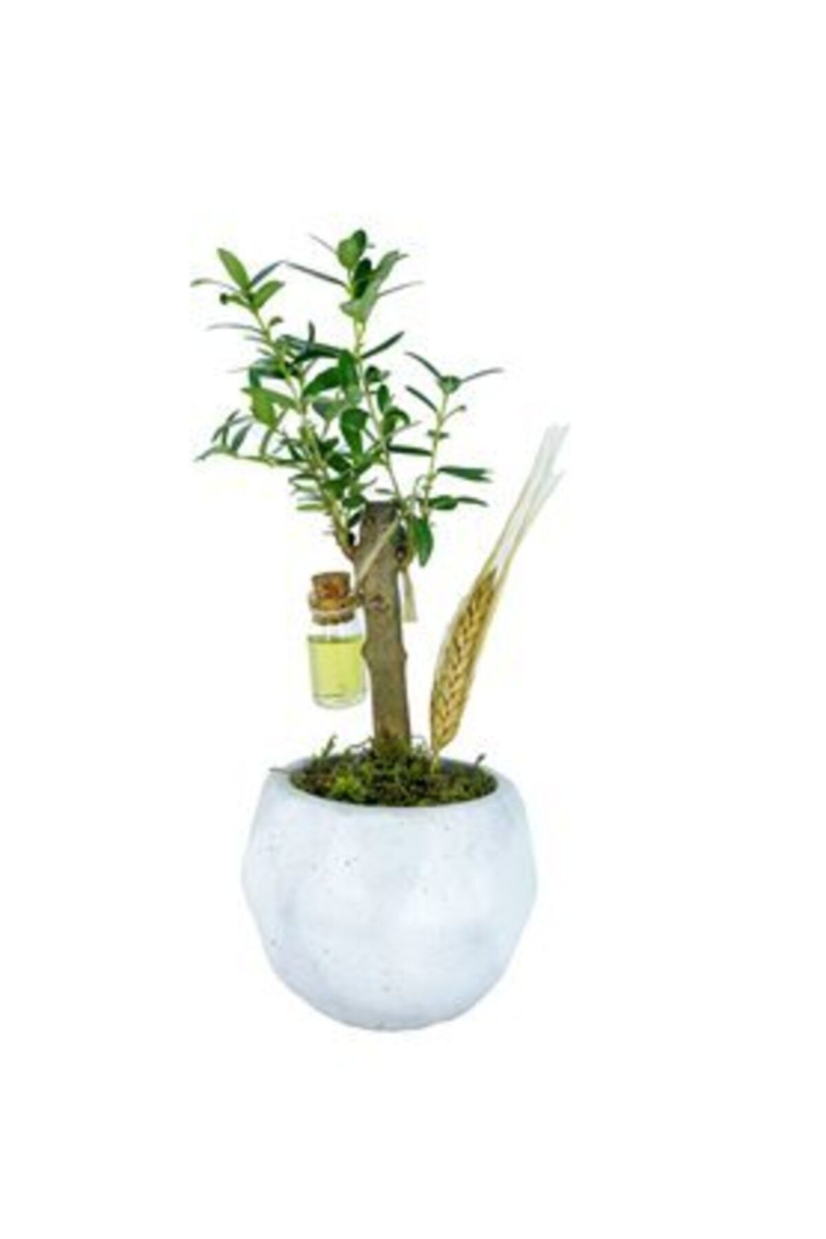 Hasal Süs Bitkileri Zeytin Ağacı Bonsai & Beyaz Geometrik Beton Saksıda Hediyelik Canlı Çiçek