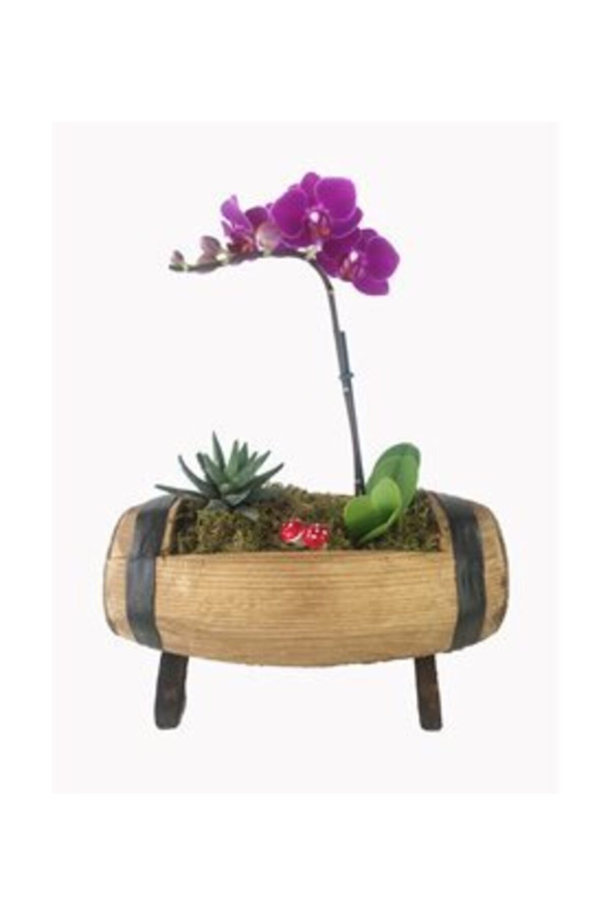Hasal Süs Bitkileri Tek Dal Mini Mor Orkide & Haworthia Sukulent & Barrel Saksıda Canlı Çiçek