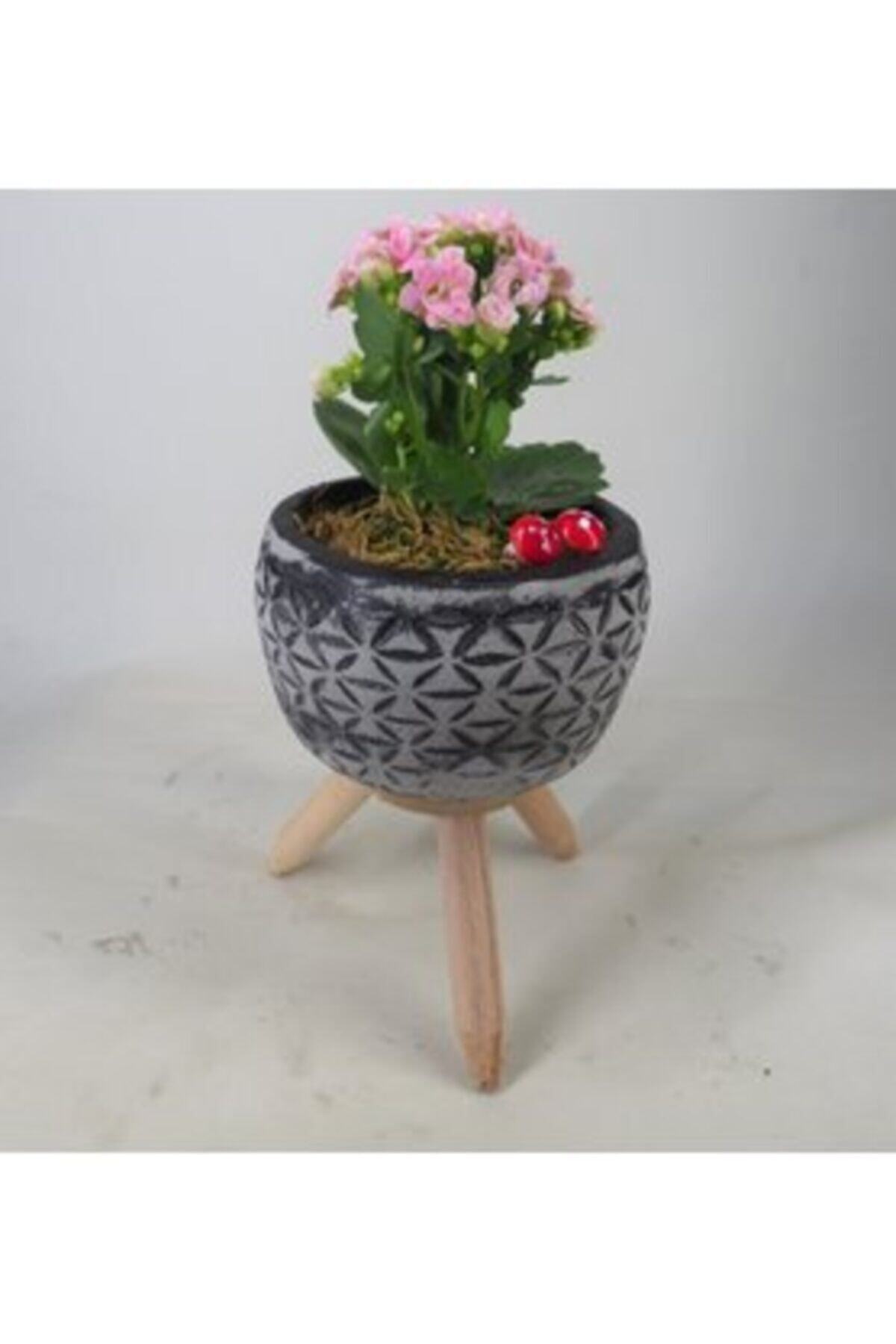 Hasal Süs Bitkileri Pembe Kalanşo Kalanchoe & Siyah Bers Ayaklı Beton Saksıda Hediyelik Canlı Çiçek