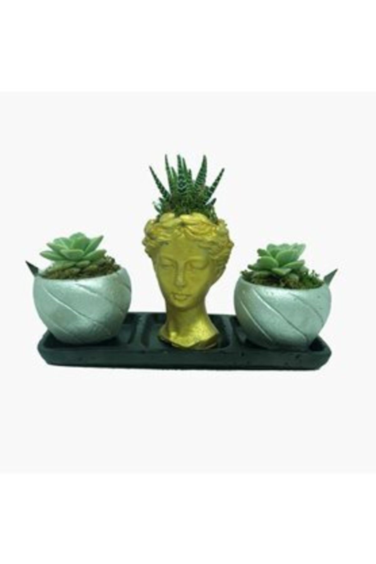 Hasal Süs Bitkileri Haworthia Ve Sukulent & Altın Helen Ve Curve Beton Saksıda Canlı Çiçek