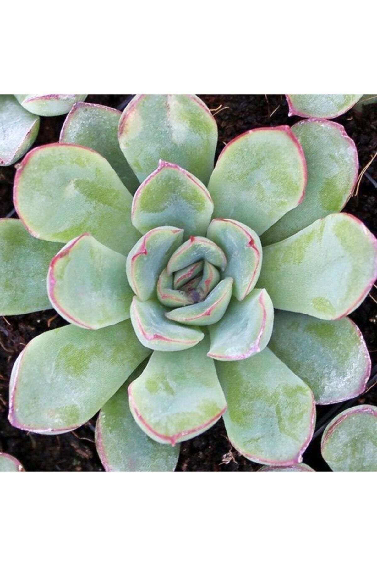 Tohum Dünyam Echeveria Pulidonis Sukulent Tohumu