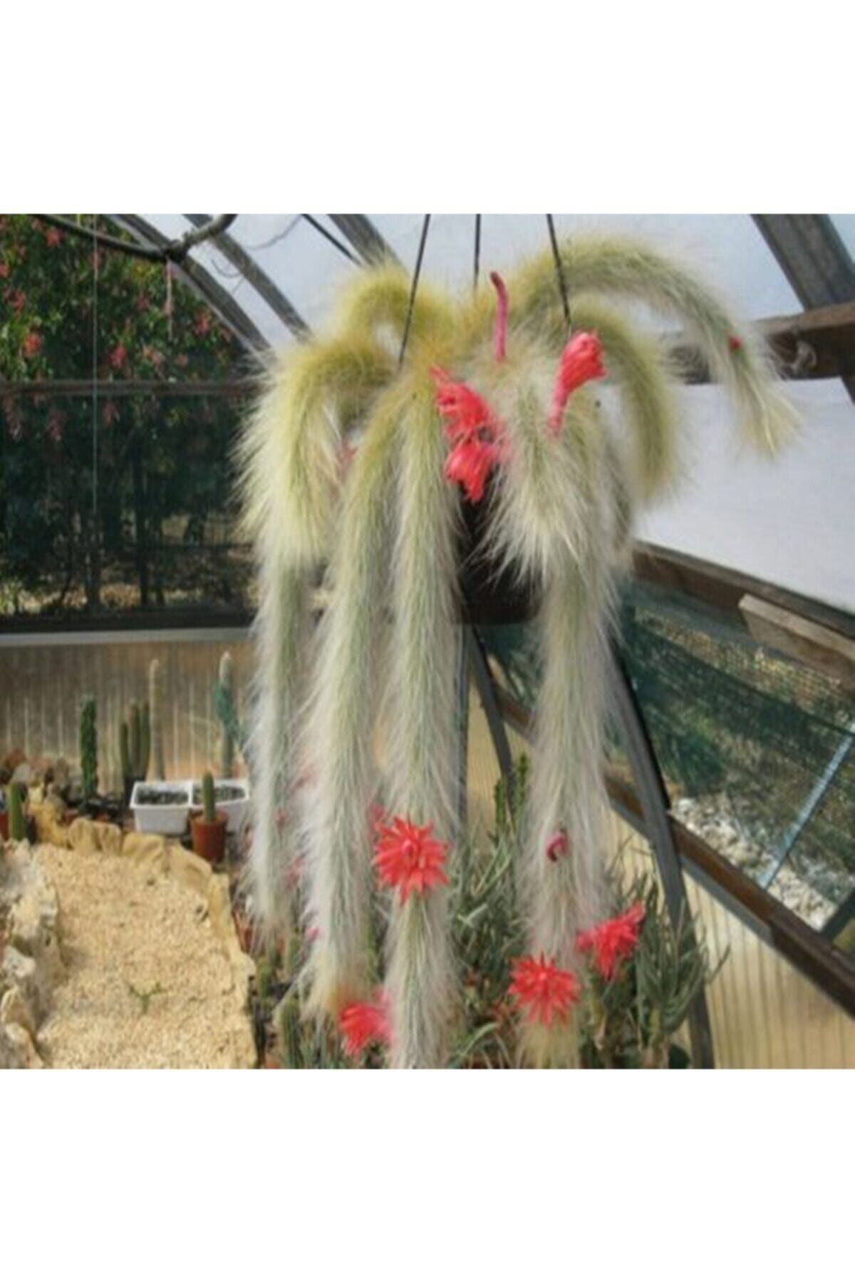 Tohum Dünyam Monkey Tail Cactus Kaktüs Tohumu