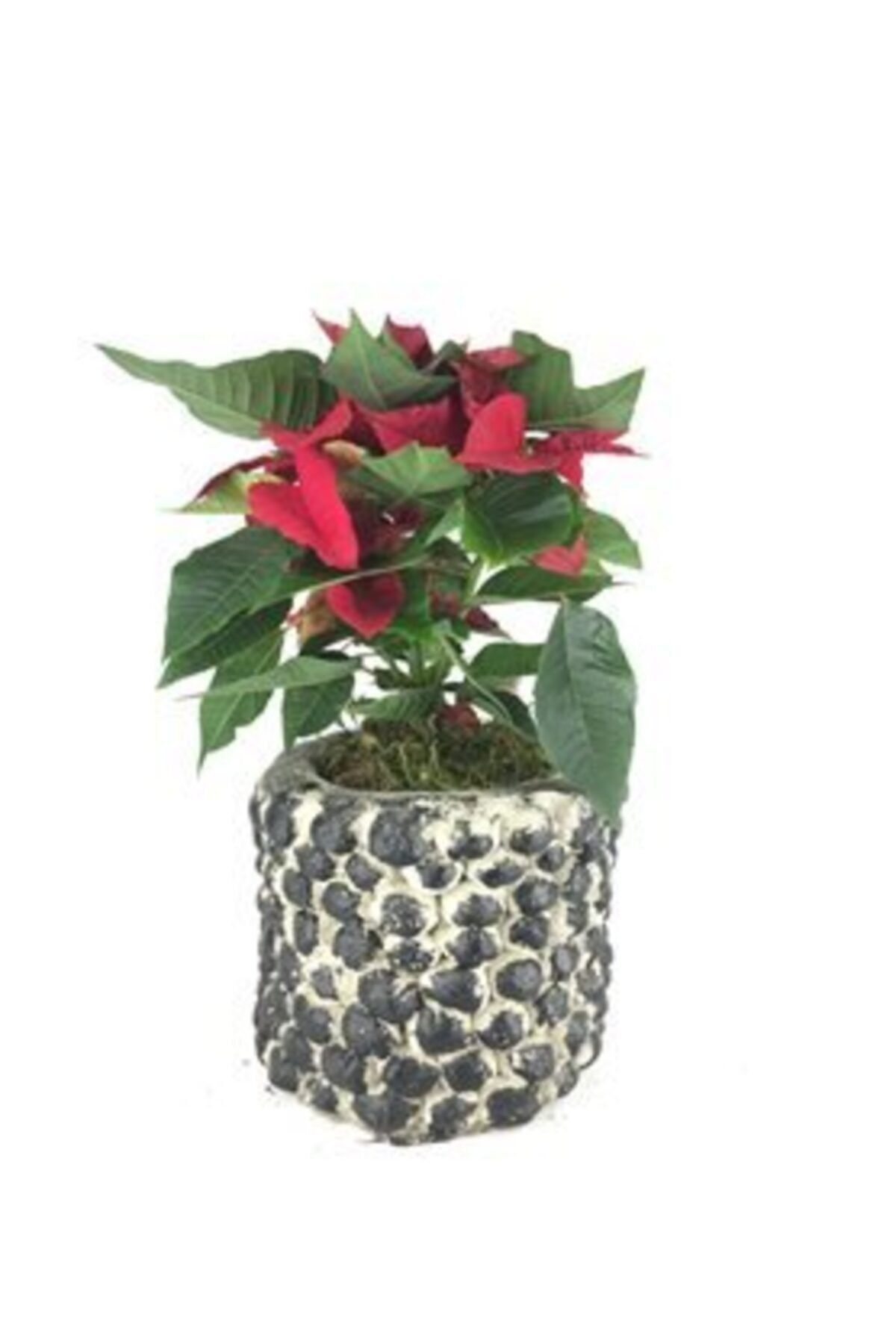 Hasal Süs Bitkileri Atatürk Çiçeği Ponsetya Poinsettia & Siyah Slither Beton Saksıda Hediyelik Canlı Çiçek