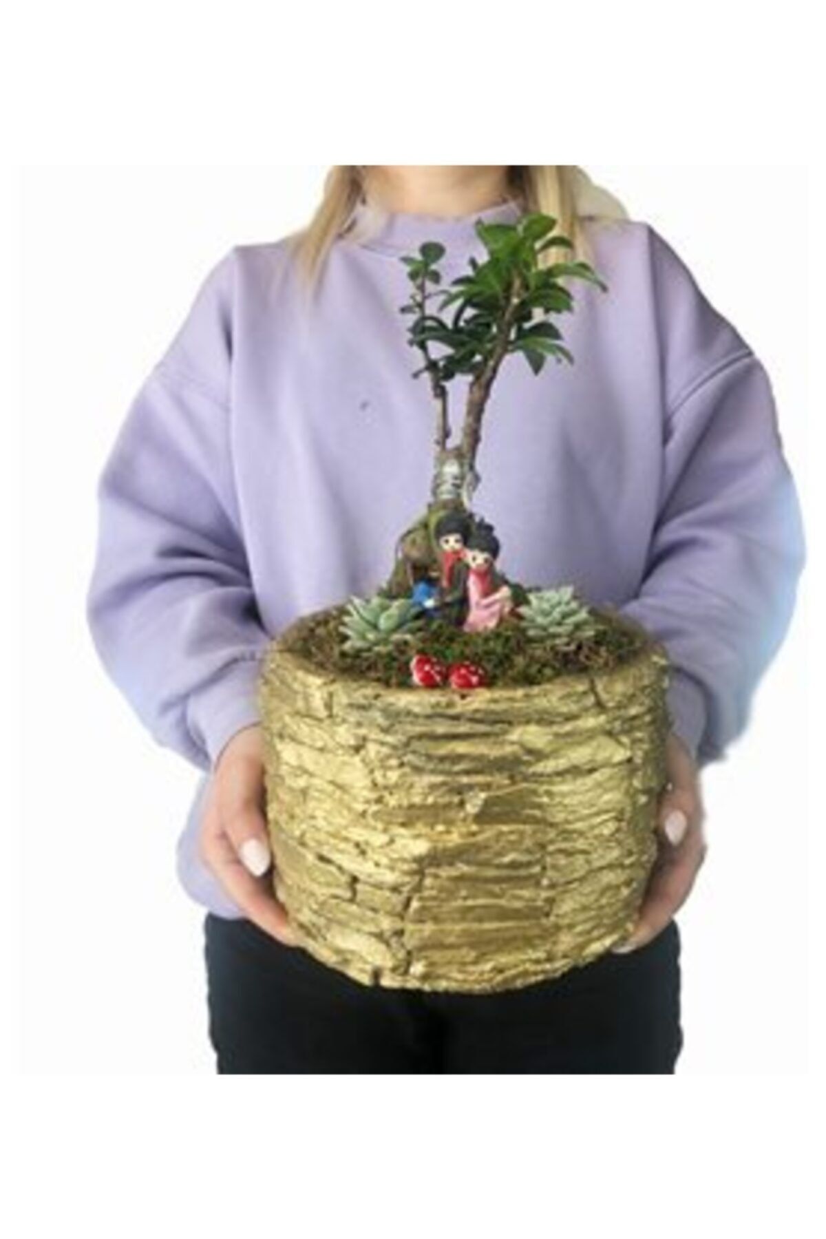 Hasal Süs Bitkileri Ficus Ginseng Bonsai & Sukulent & Altın Honey Beton Saksıda Hediyelik Canlı Çiçek