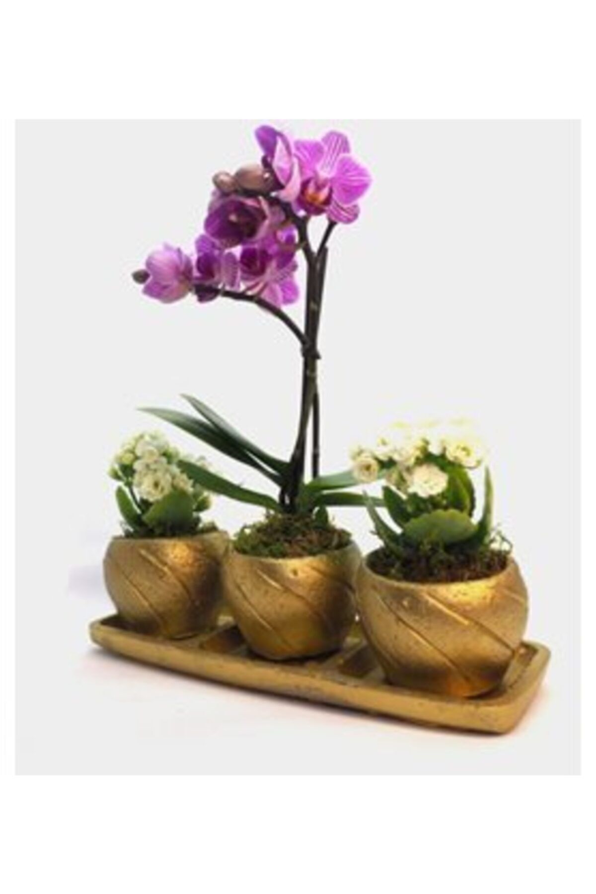 Hasal Süs Bitkileri Çift Dal Mini Mor Orkide & Beyaz Kalanşo Kalanchoe & Altın Trio Curve Beton Saksıda Canlı Çiçek