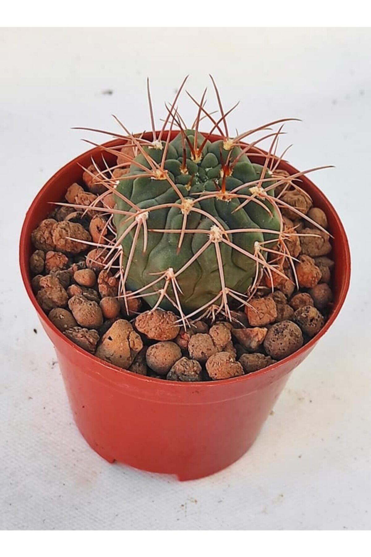 Pagoda Gymnocalycium-8.5 Cm Saksı-12c/c