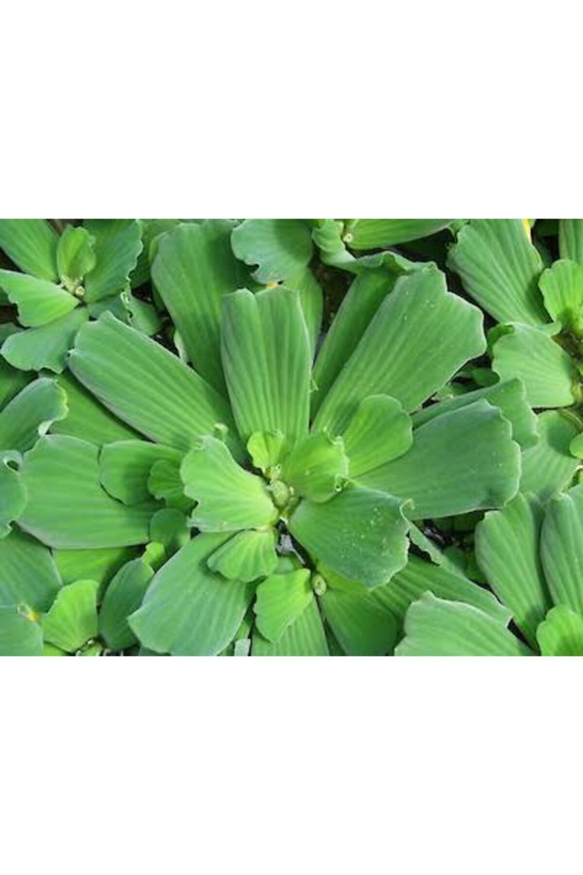 İthâl Bitki Pistia Stratiotes 3x Su Üstü Bitkisi