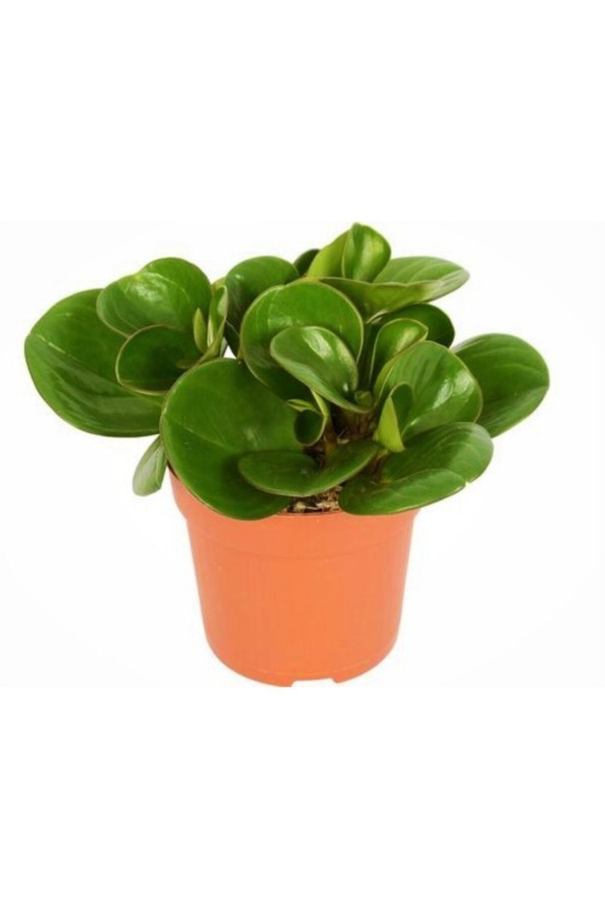Aysima Çiçekevi Peperomia Obtipan - Ev Ve Ofis Bitkisi 9 Cm Saksılı