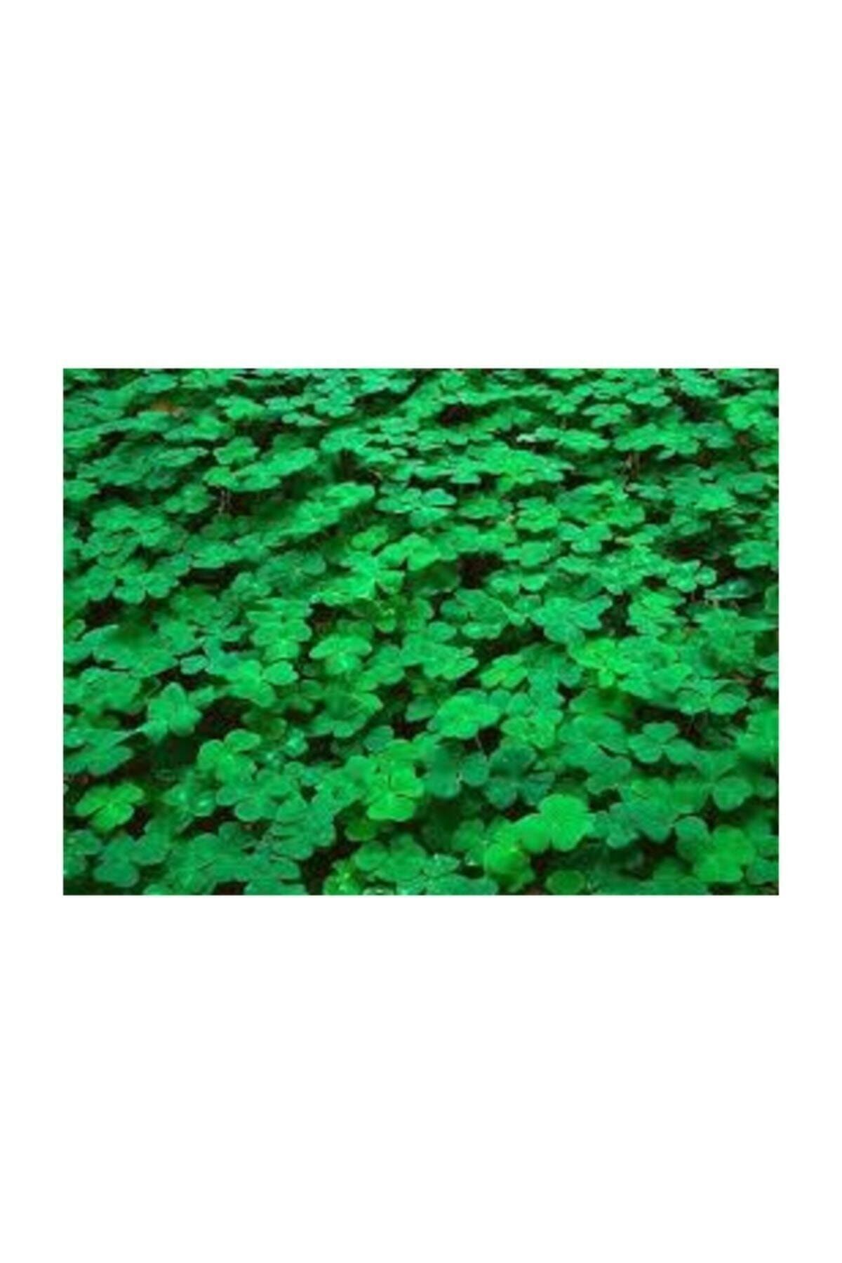 CANYEM KURU YONCA KEMİRGEN OTU 2KG KENDİ ÜRETİMİMİZ BOL YAPRAKLI