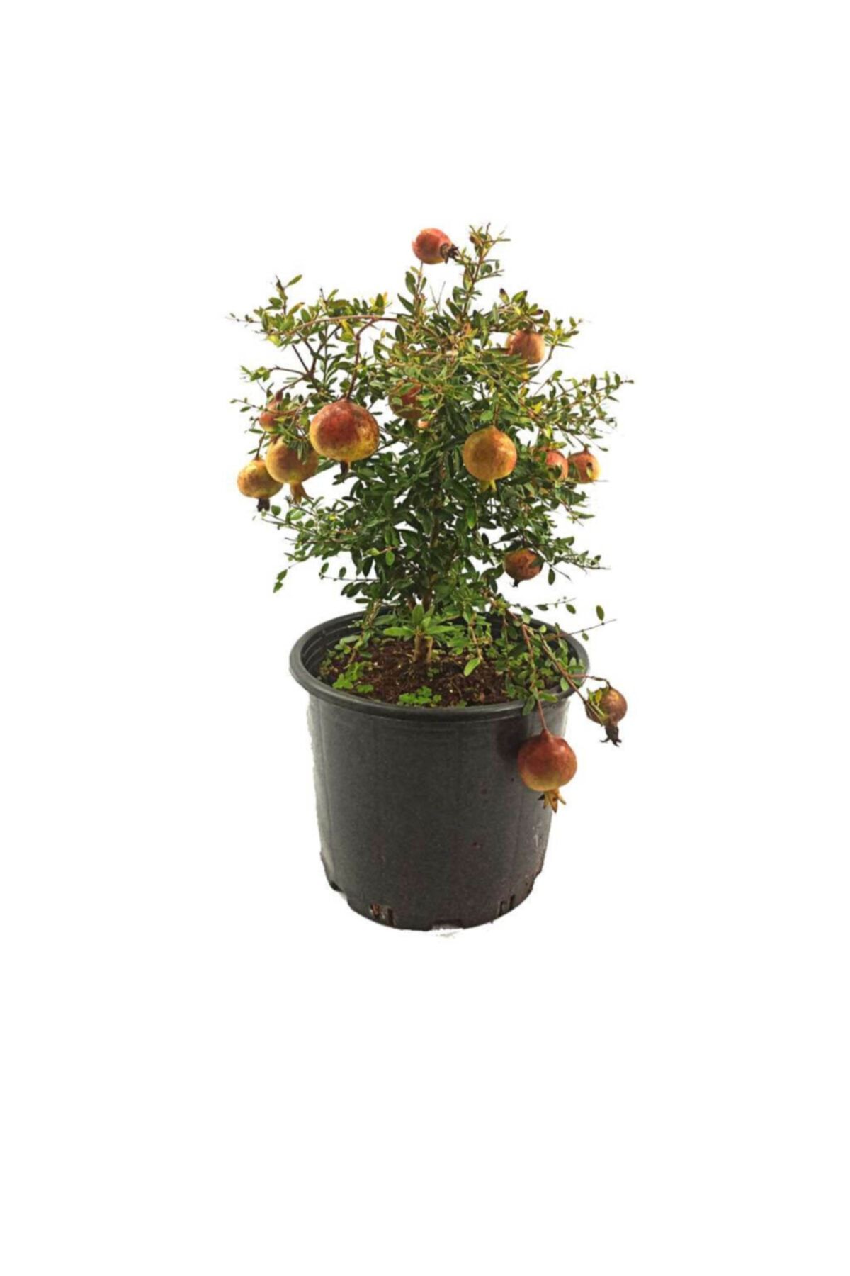 Palmiye Bodur Nar Meyvesi - Punica Granatum (18 Cm Saksıda)