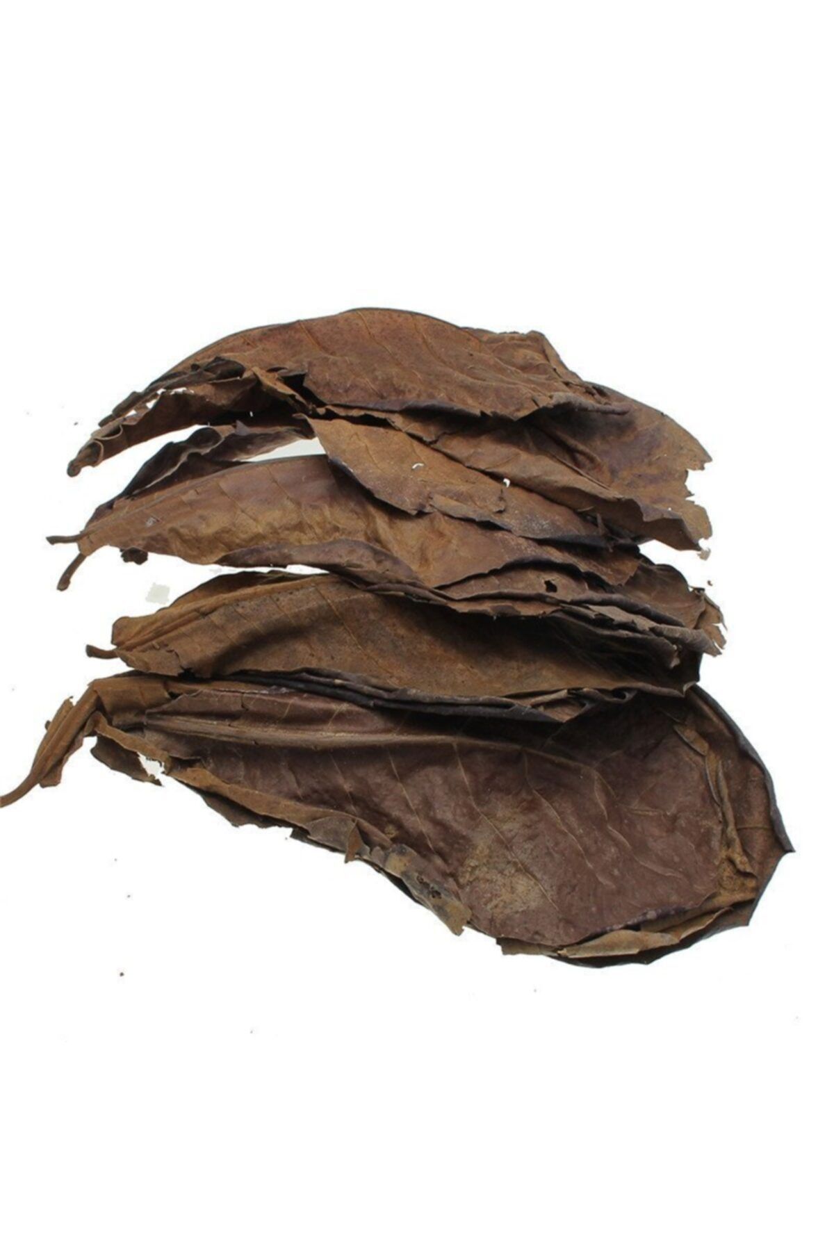 Liya Catappa Yaprağı
