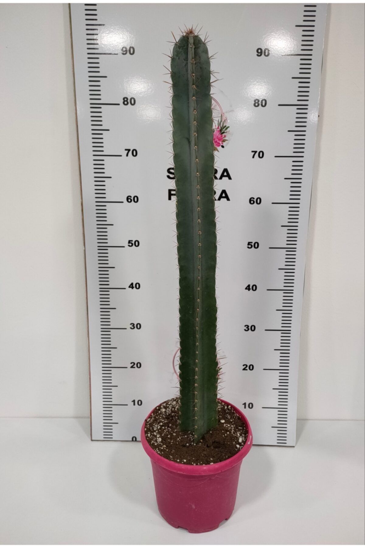 SAHRAFLORA Pilosocereus Magnificus Uzun Kaktüs