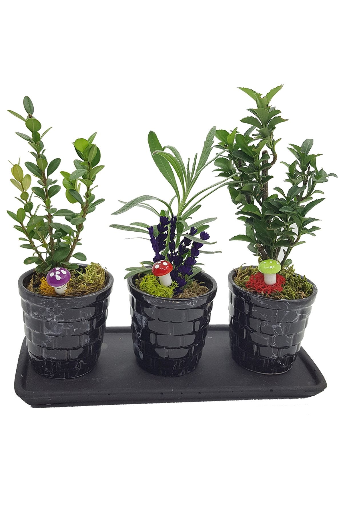 çiçekseli 3'lü Granit Saksıda Mini Bonsai Set