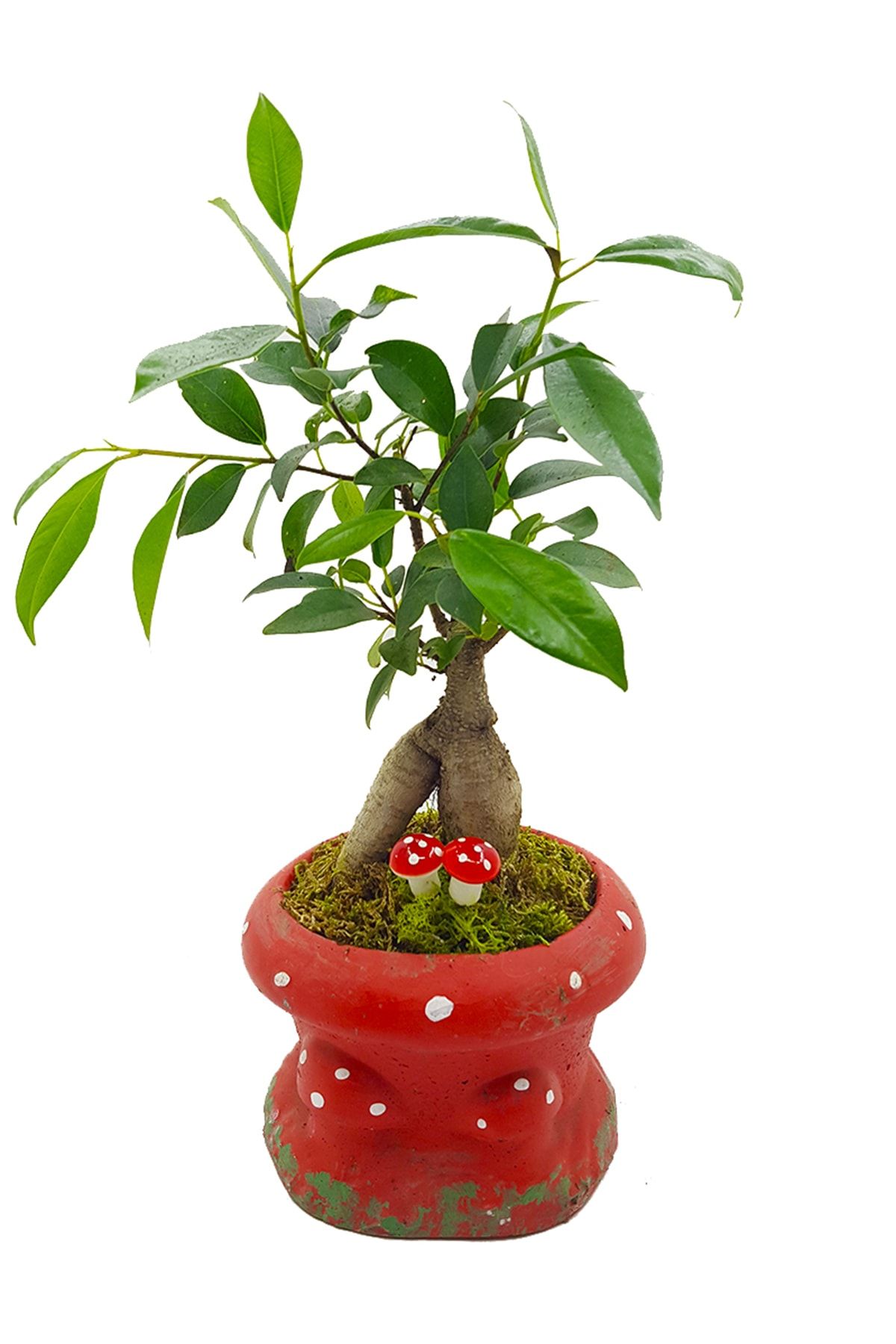 çiçekseli Kırmızı Mantar Saksıda Mini Bonsai